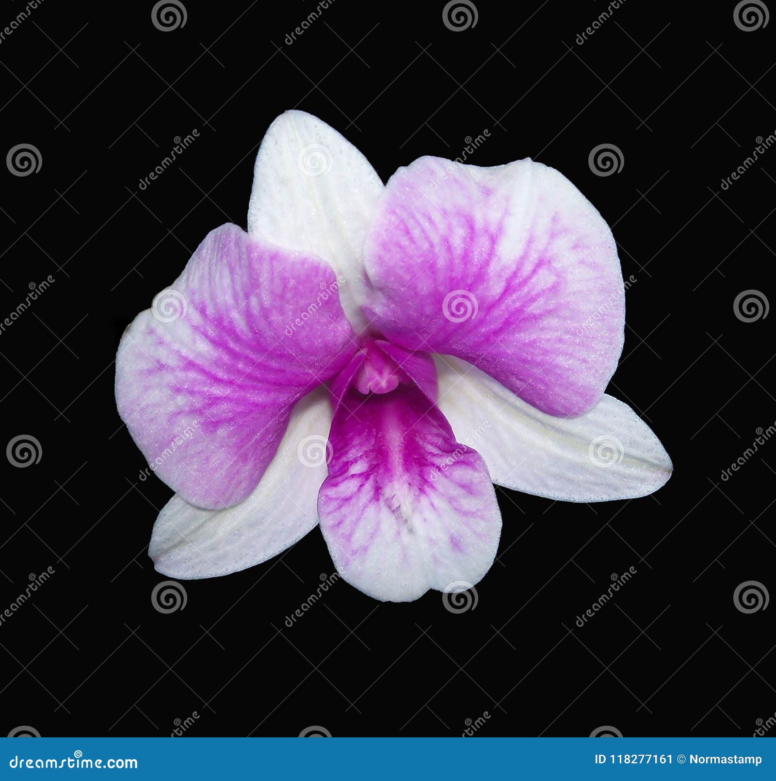 Orquídea Branca E Roxa Do Dendrobium Em Um Fundo Preto Dramático Imagem de  Stock - Imagem de tropical, flores: 118277161