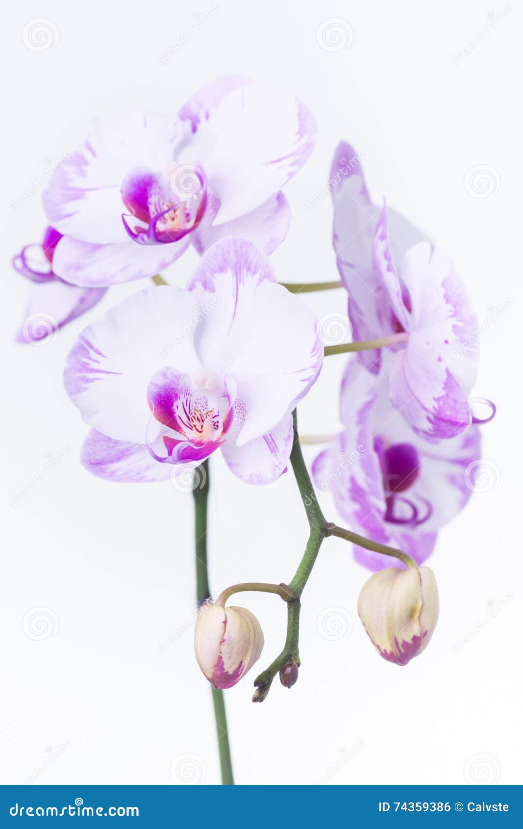 Orquídea Branca E Roxa Do Phalaenopsis Foto de Stock - Imagem de jardim,  elemento: 74359386