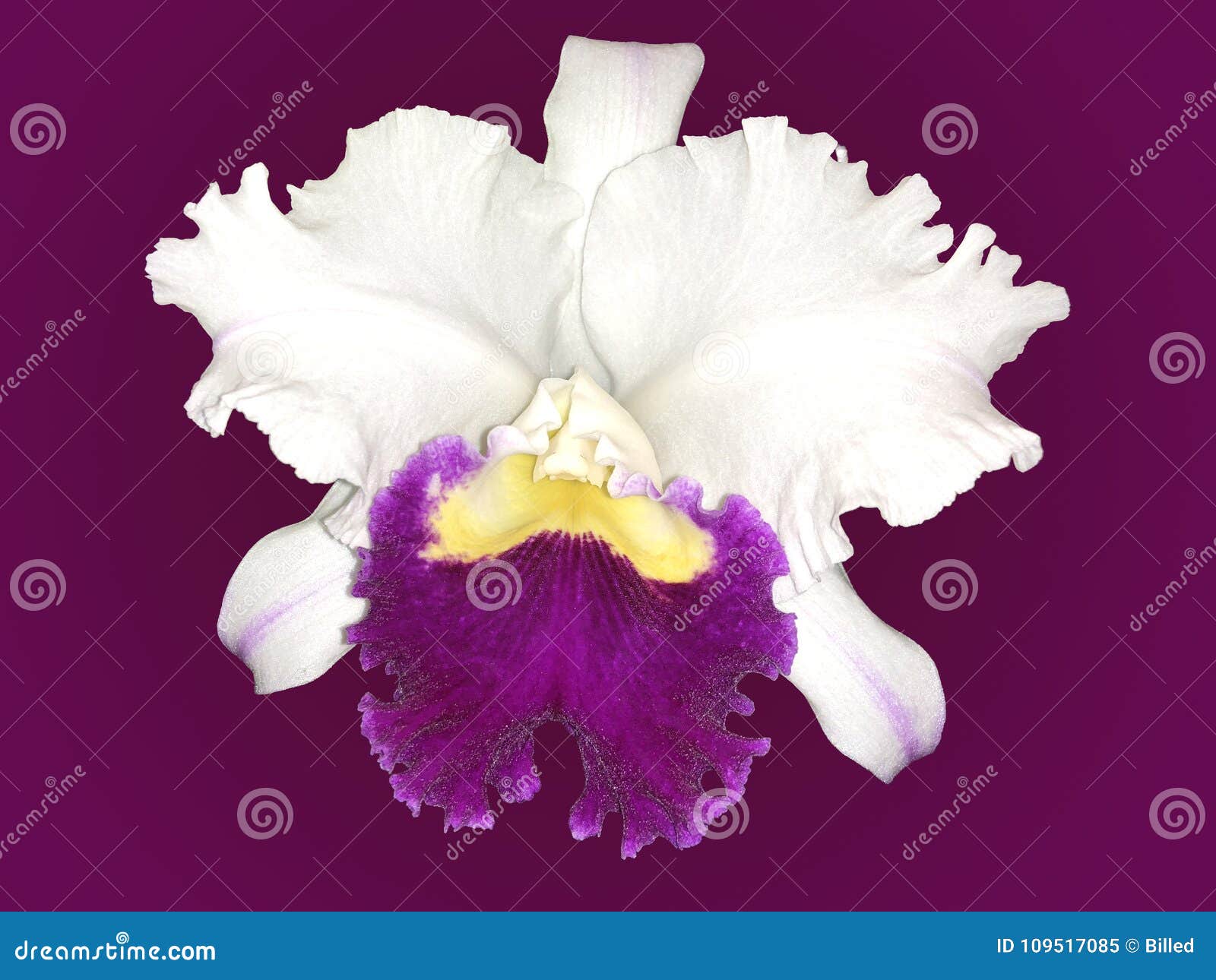 Orquídea Branca E Roxa Isolada De Cattleya Com Fundo Roxo Imagem de Stock -  Imagem de grande, flor: 109517085