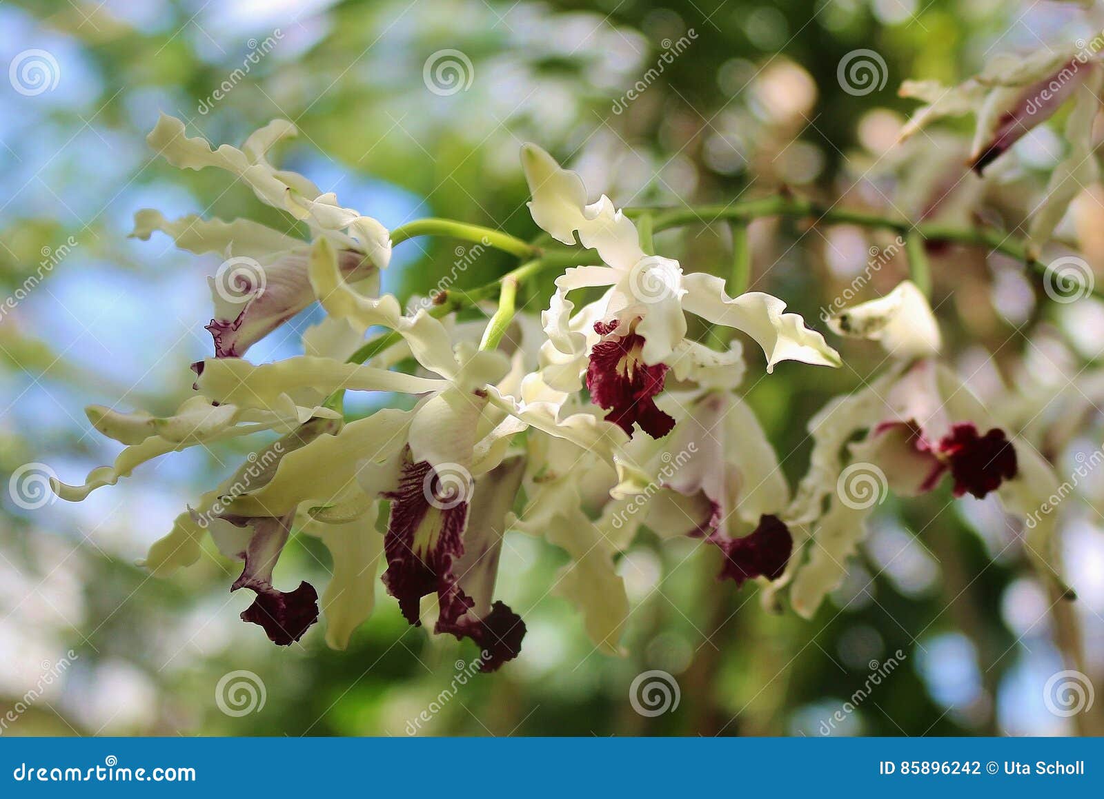 Orquídea Branca E Vermelha Bonita De Oncidium Foto de Stock - Imagem de  europa, nave: 85896242