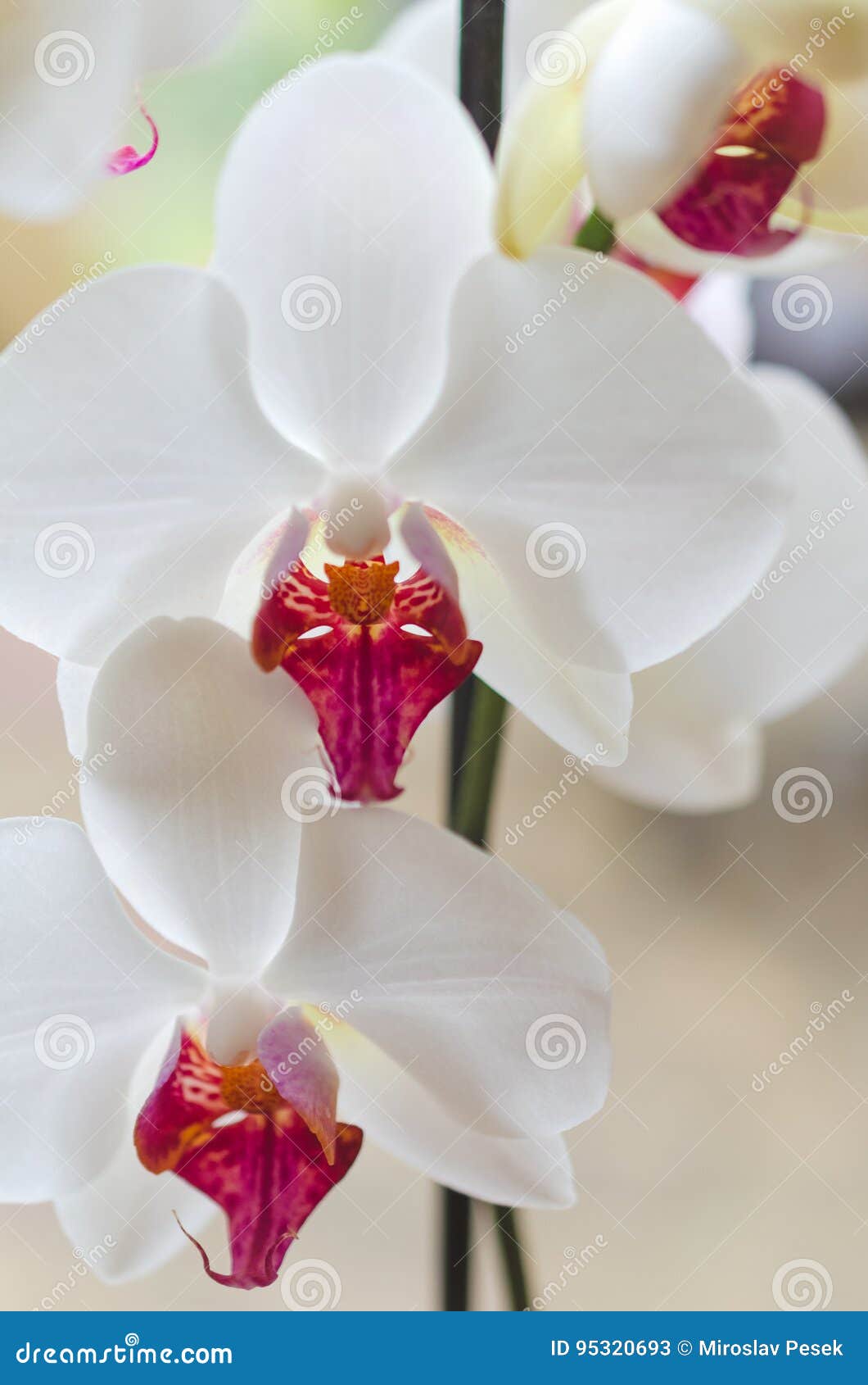 Orquídea Branca E Vermelha, Phalaenopsis Imagem de Stock - Imagem de  vibrante, branco: 95320693