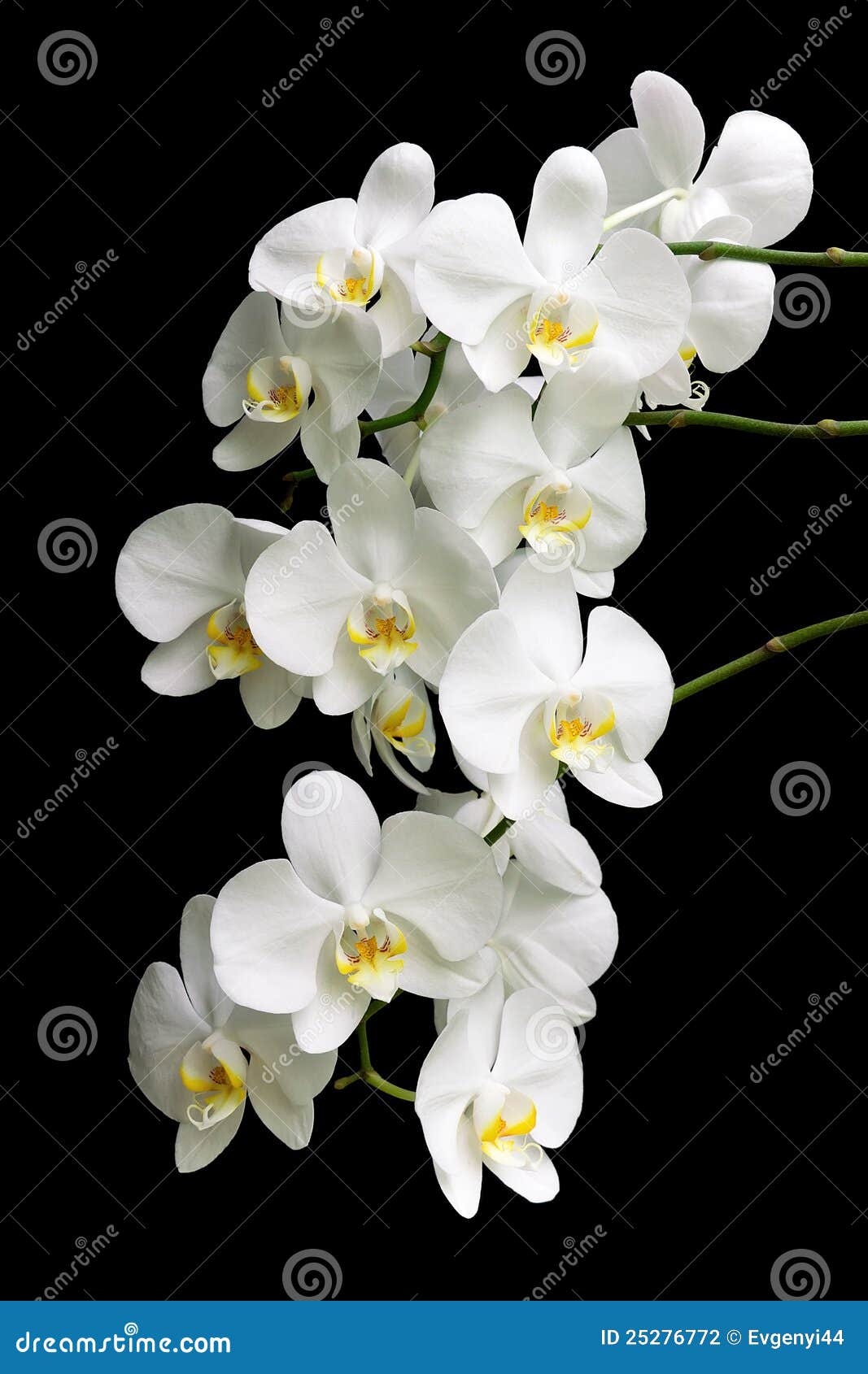 Orquídea Branca Em Um Fundo Preto Foto de Stock - Imagem de grande, fundo:  25276772