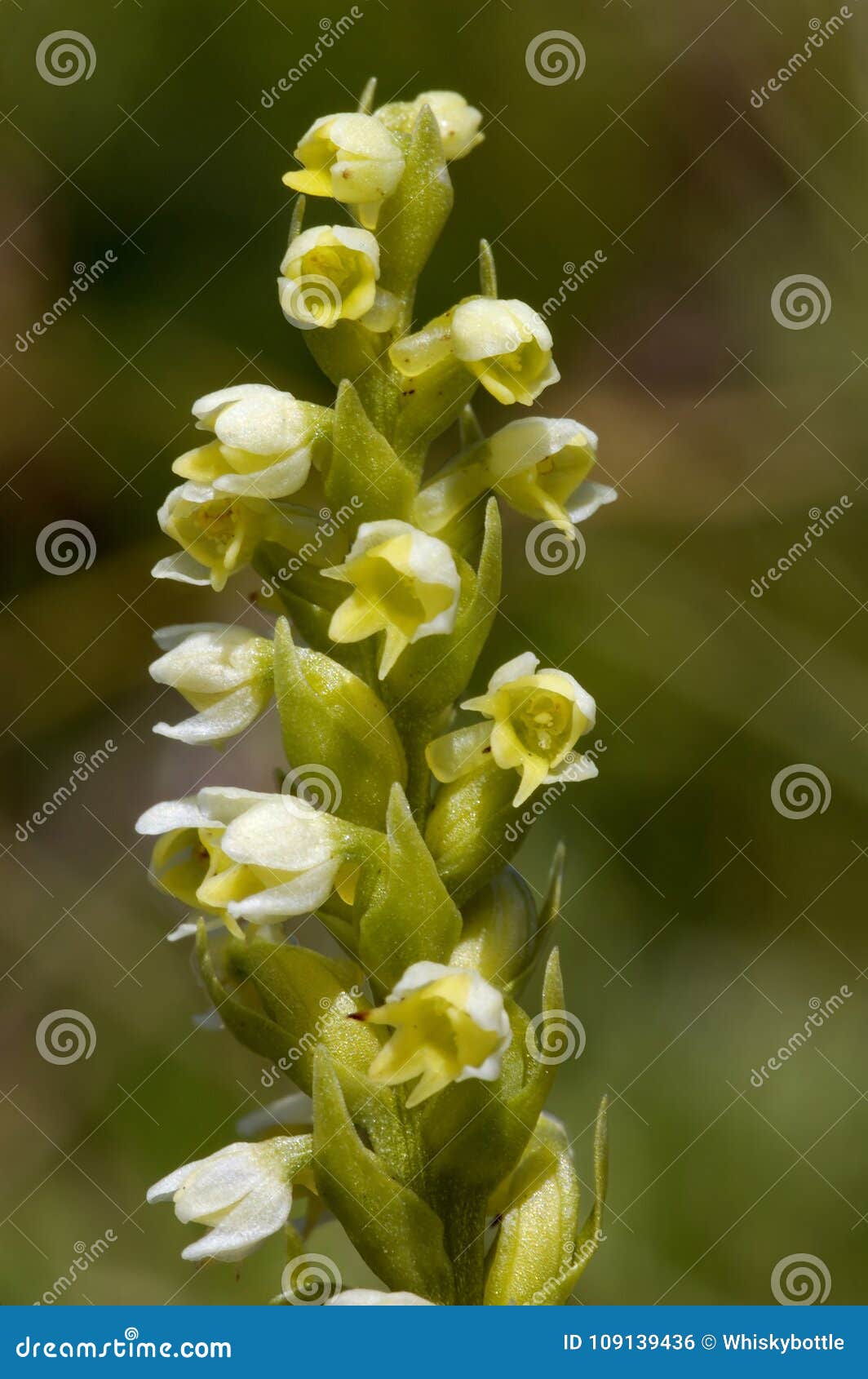 Orquídea branca pequena foto de stock. Imagem de alpes - 109139436