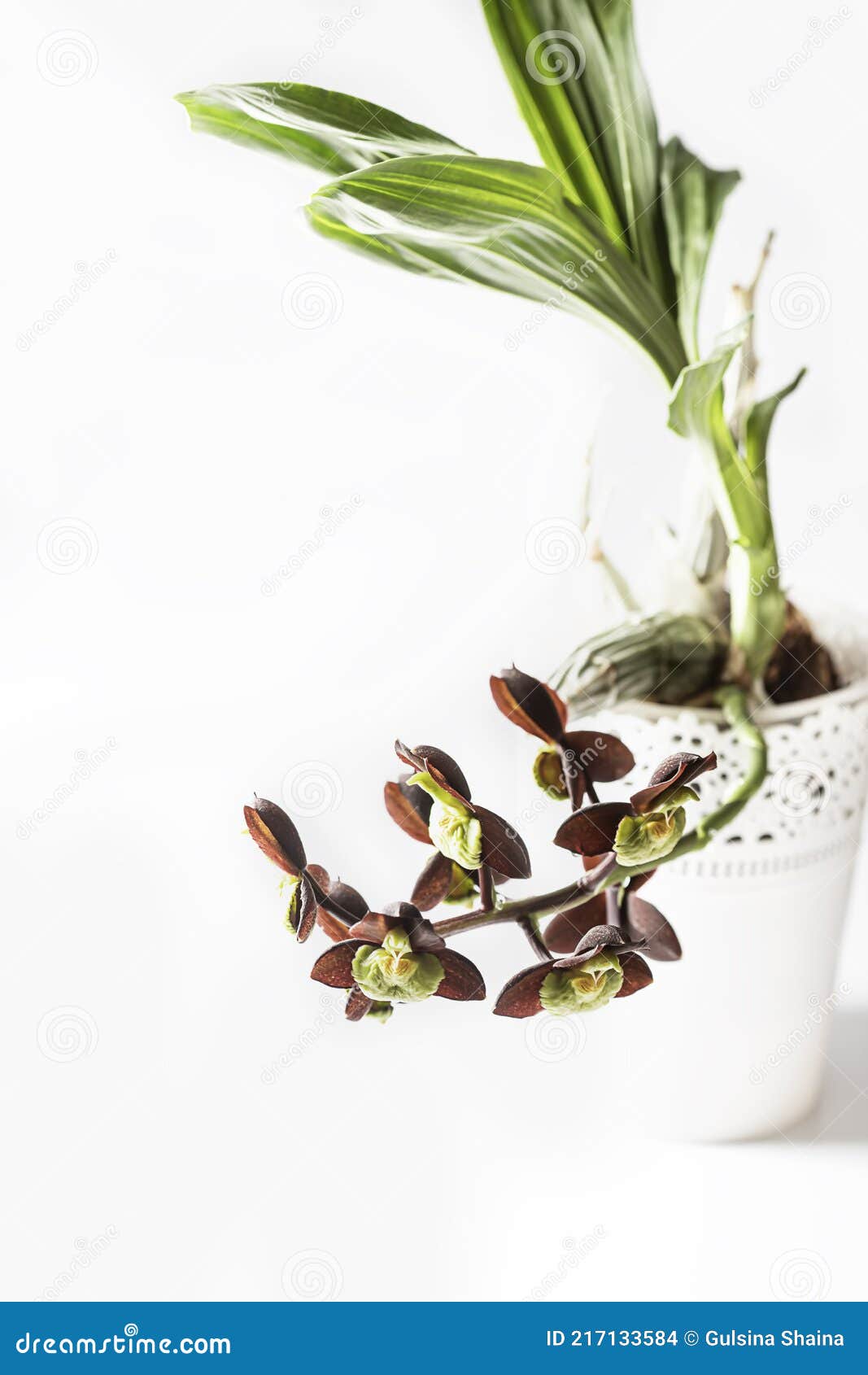Orquídea. Catasetum Hybrid Sobre Fondo Blanco. Catasetum Tenebrosum. Una  Foto De Un Impresionante Híbrido De Orquídea Casi Negra. Foto de archivo -  Imagen de planta, oscuro: 217133584