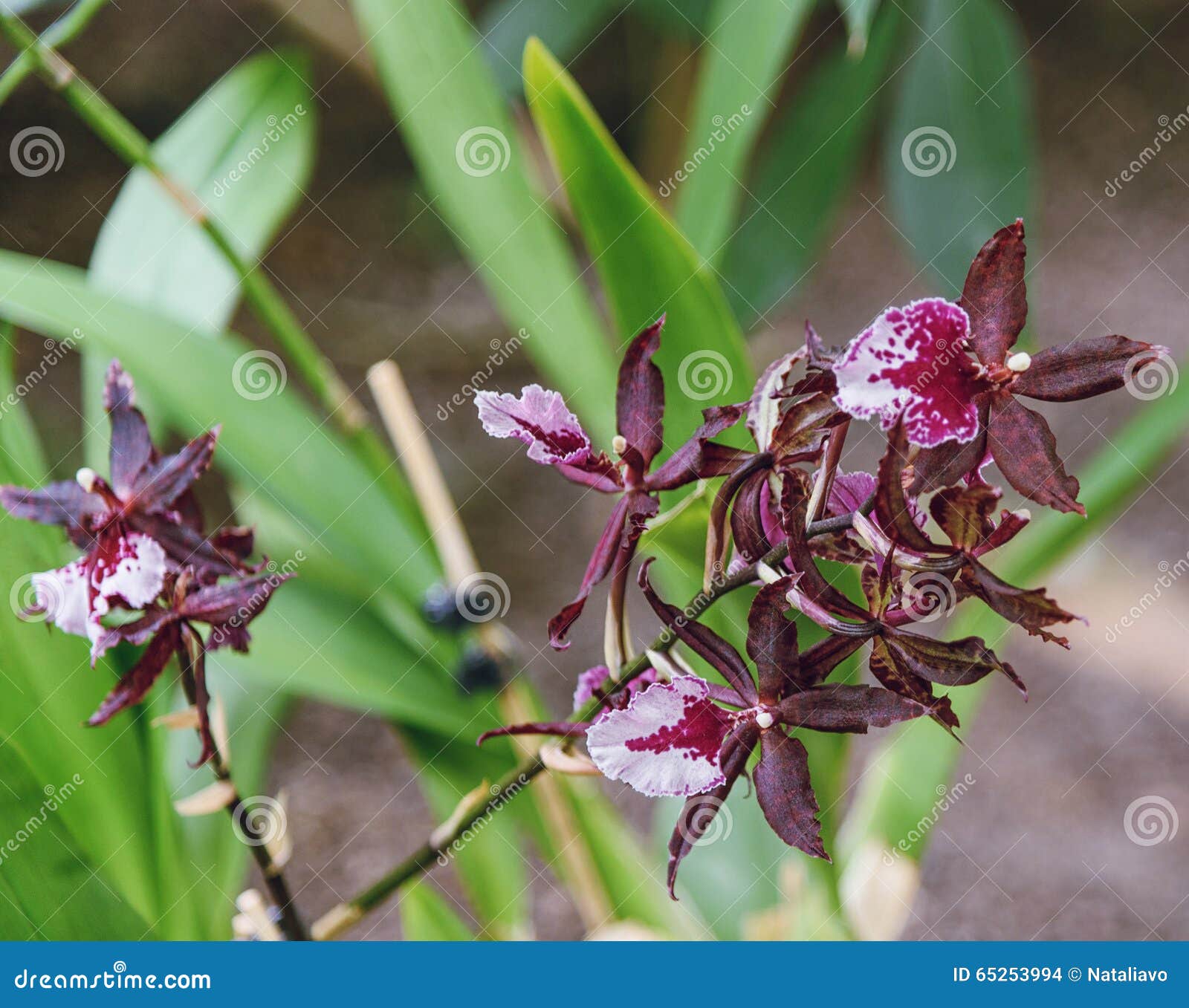 Orquídea Colmanara Massai Flores Vistosos, Perfumadas, Coloridas Foto de  Stock - Imagem de perfumado, bonito: 65253994