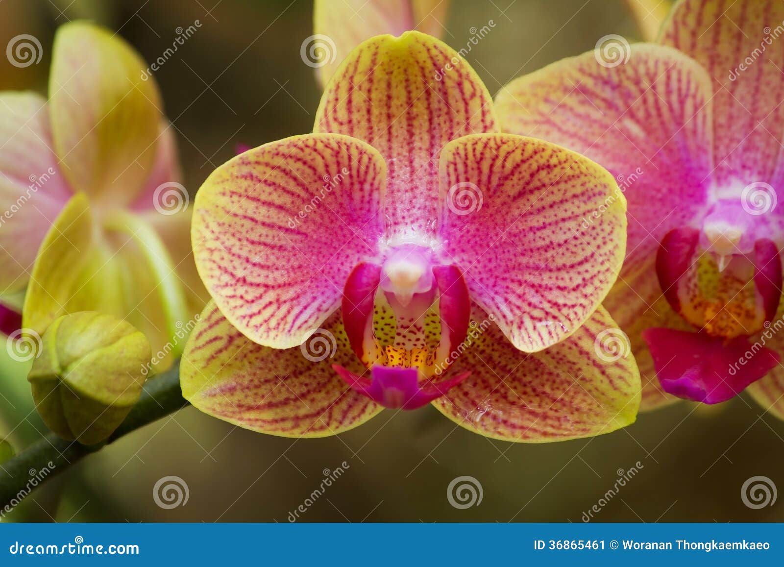 Orquídea colorida imagen de archivo. Imagen de cubo, flores - 36865461