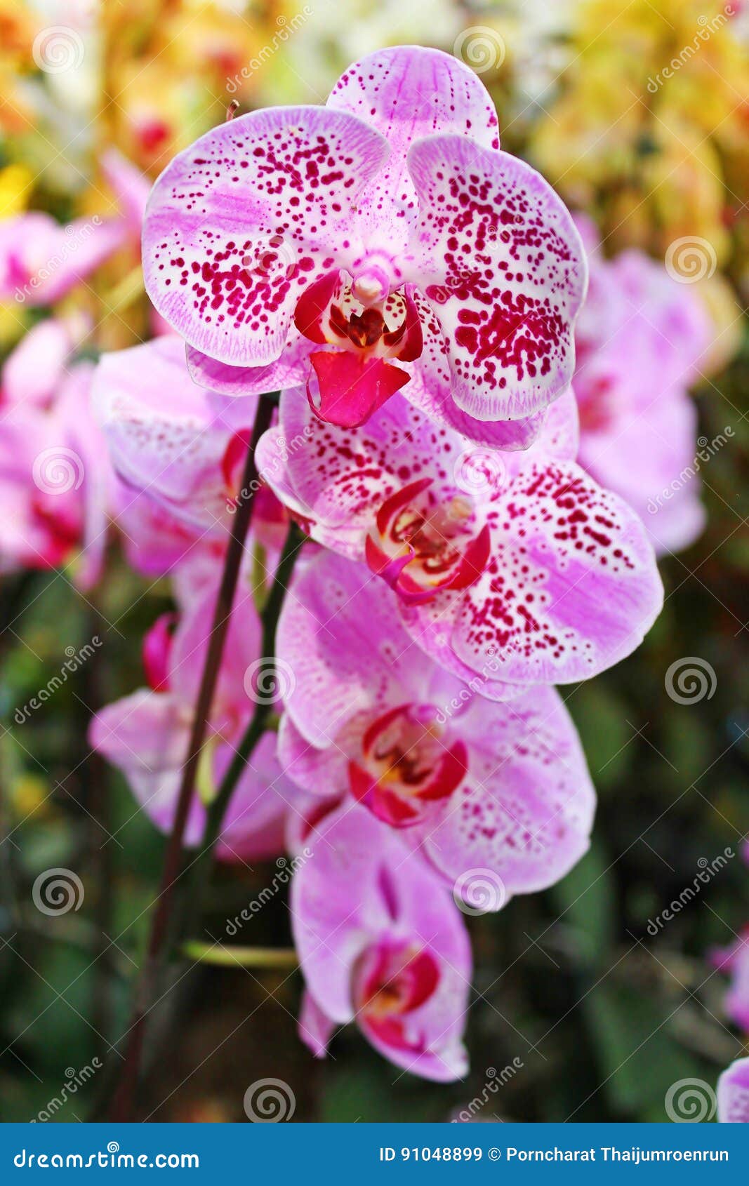 Orquídea Colorida Em Tailândia Imagem de Stock - Imagem de mola, jardim:  91048899
