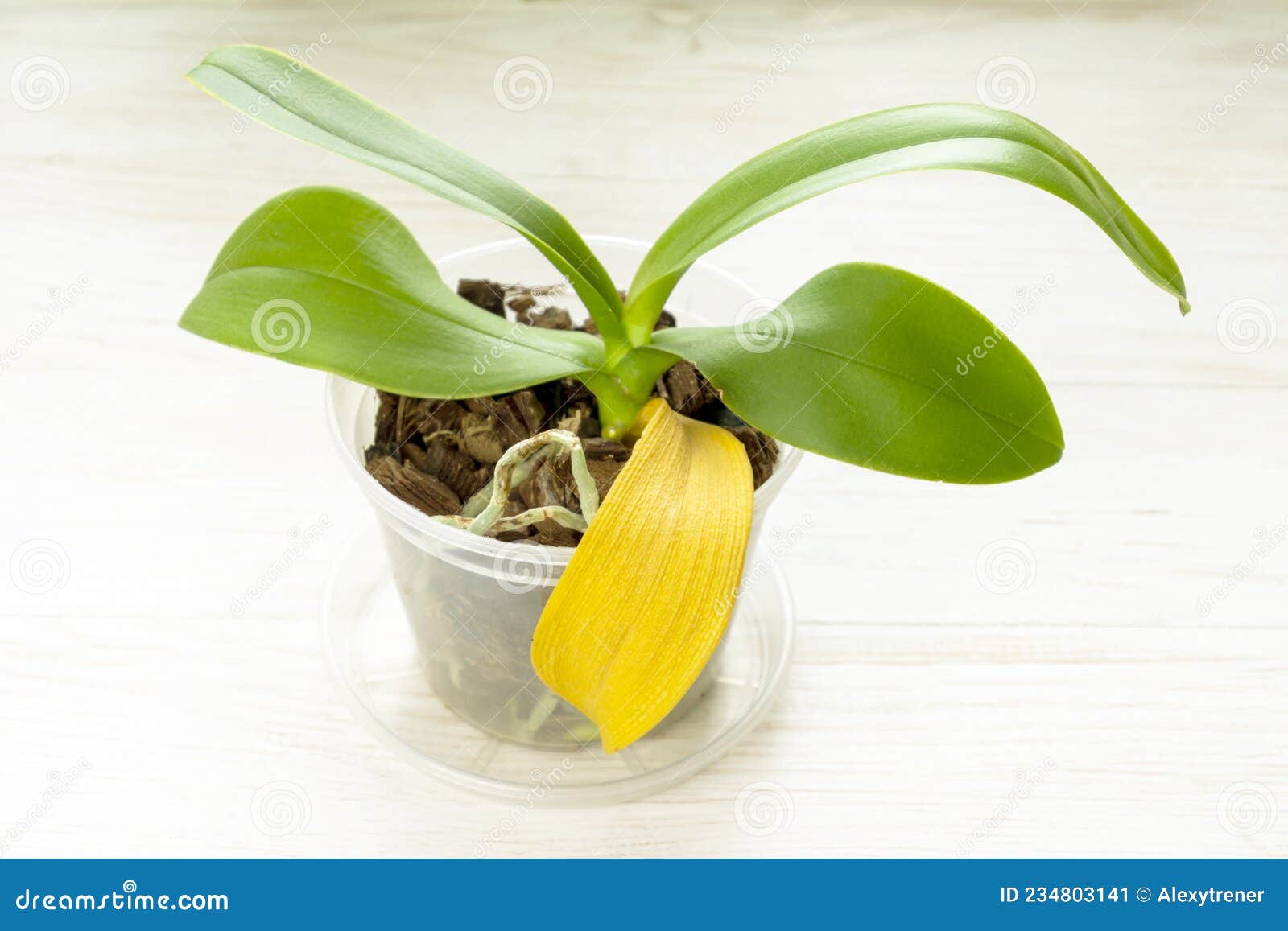 Orquídea Com Folha Seca Natural Amarela. Jardinagem Doméstica Imagem de  Stock - Imagem de jardim, prato: 234803141