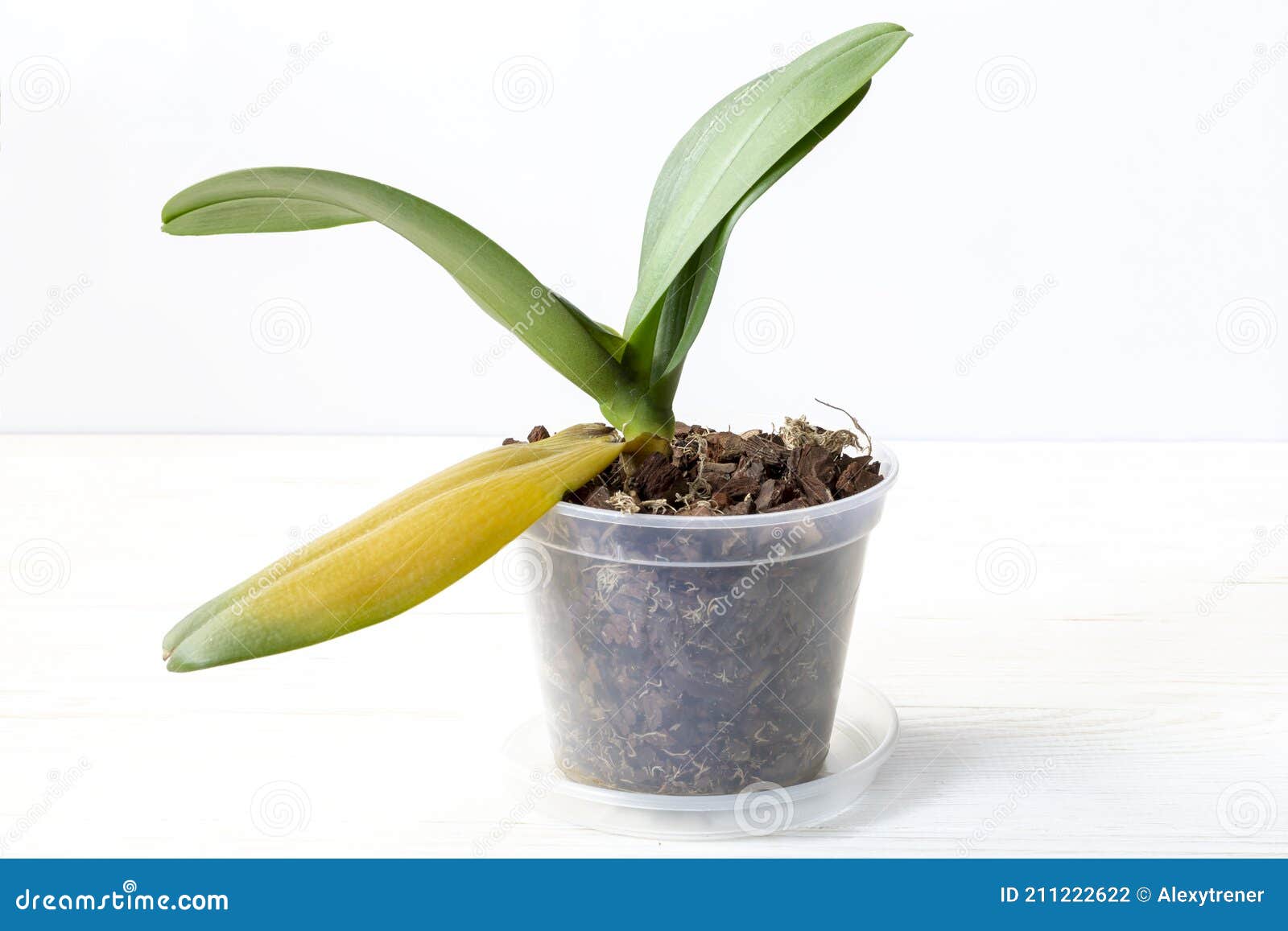 Orquídea Com Folhas Amarelas Mortas Doentes Foto de Stock - Imagem de  verde, podre: 211222622