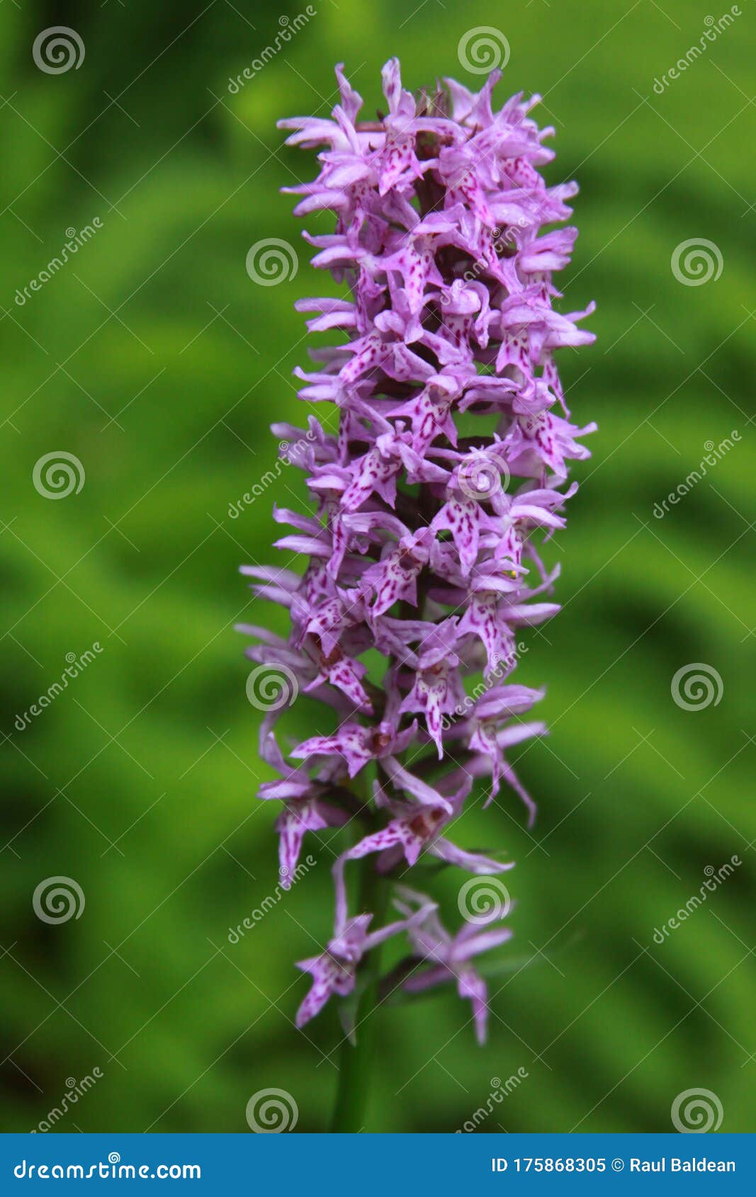 Orquídea Comum Avistada Na Transilvânia Romênia Imagem de Stock - Imagem de  planta, comum: 175868305