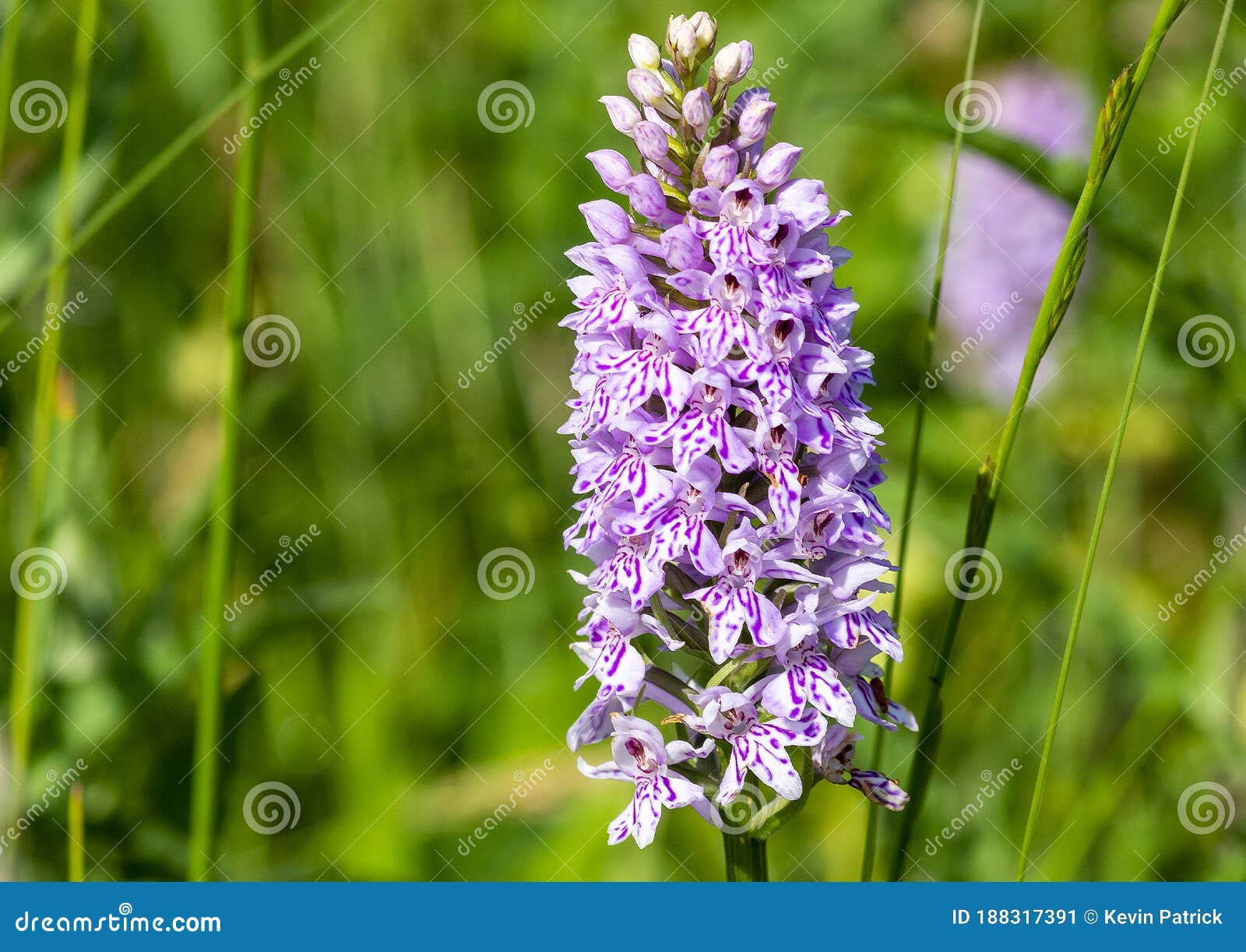 Orquídea Comum Dachtyloriza Fuschii Num Campo De Flores Silvestre Britânico  Imagem de Stock - Imagem de flores, seja: 188317391
