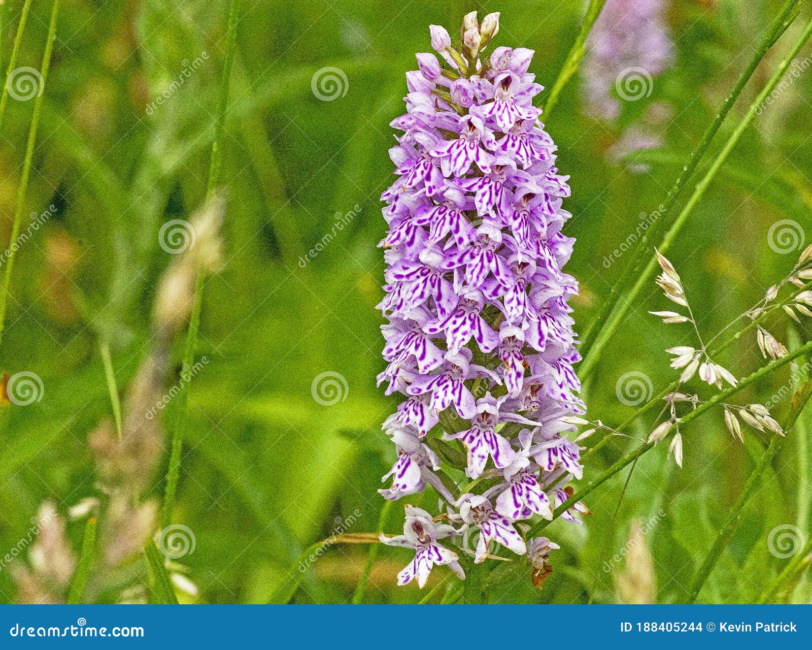 Orquídea Comum Dachtyloriza Fuschii Num Campo De Flores Silvestre Britânico  Foto de Stock - Imagem de selvagem, roxo: 188405244