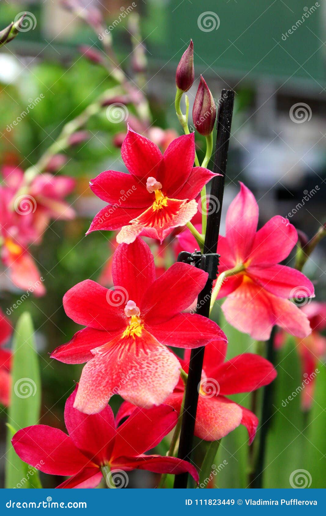Orquídea Con Las Flores Rojas - Planta Ornamental Preferida Imagen de  archivo - Imagen de planta, exterior: 111823449