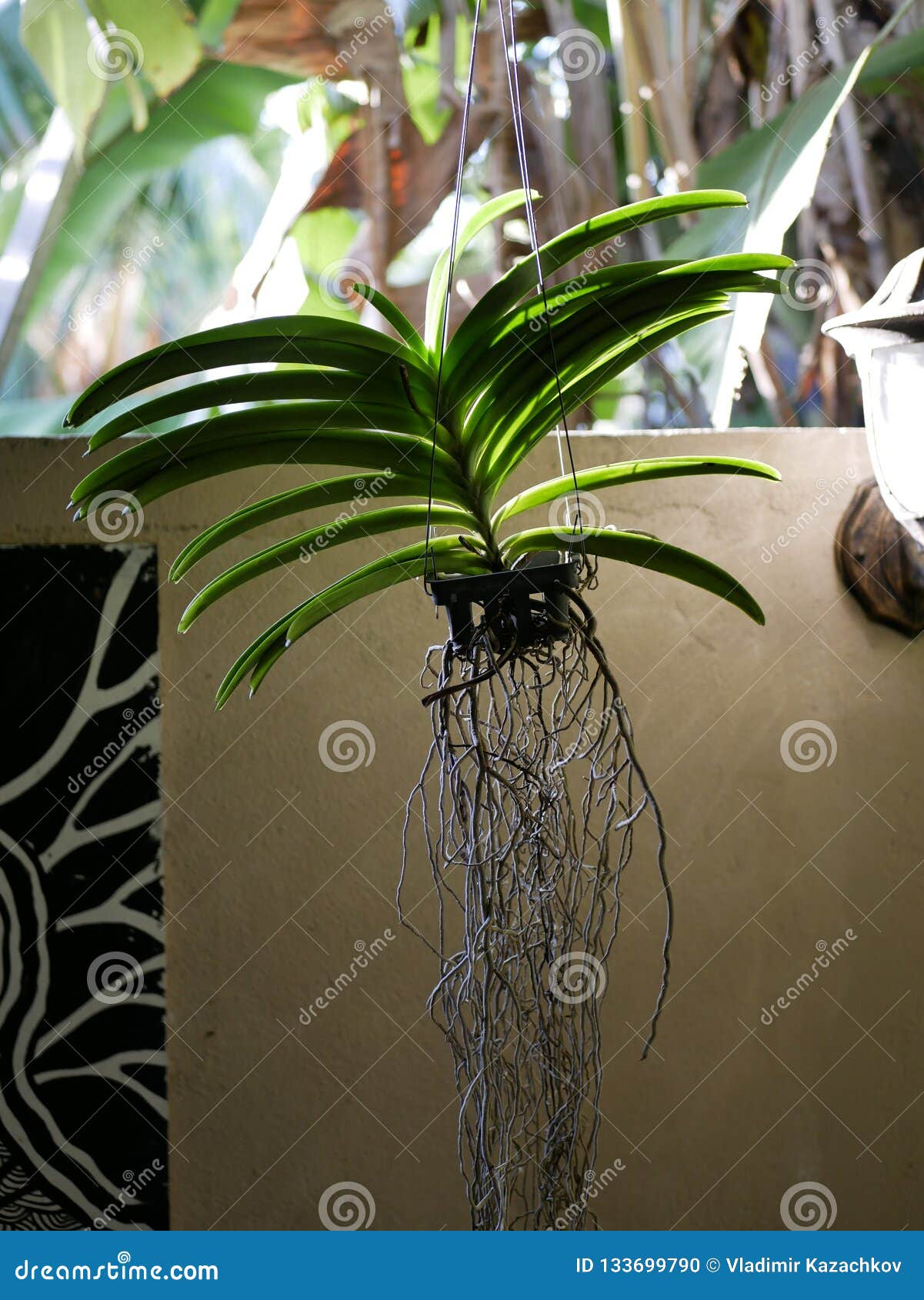 Situación pico Acumulación Orquídea Con Las Raíces Aéreas Pronunciadas En Una Maceta Colgante En Los  Maldivas Foto de archivo - Imagen de convertido, flor: 133699790