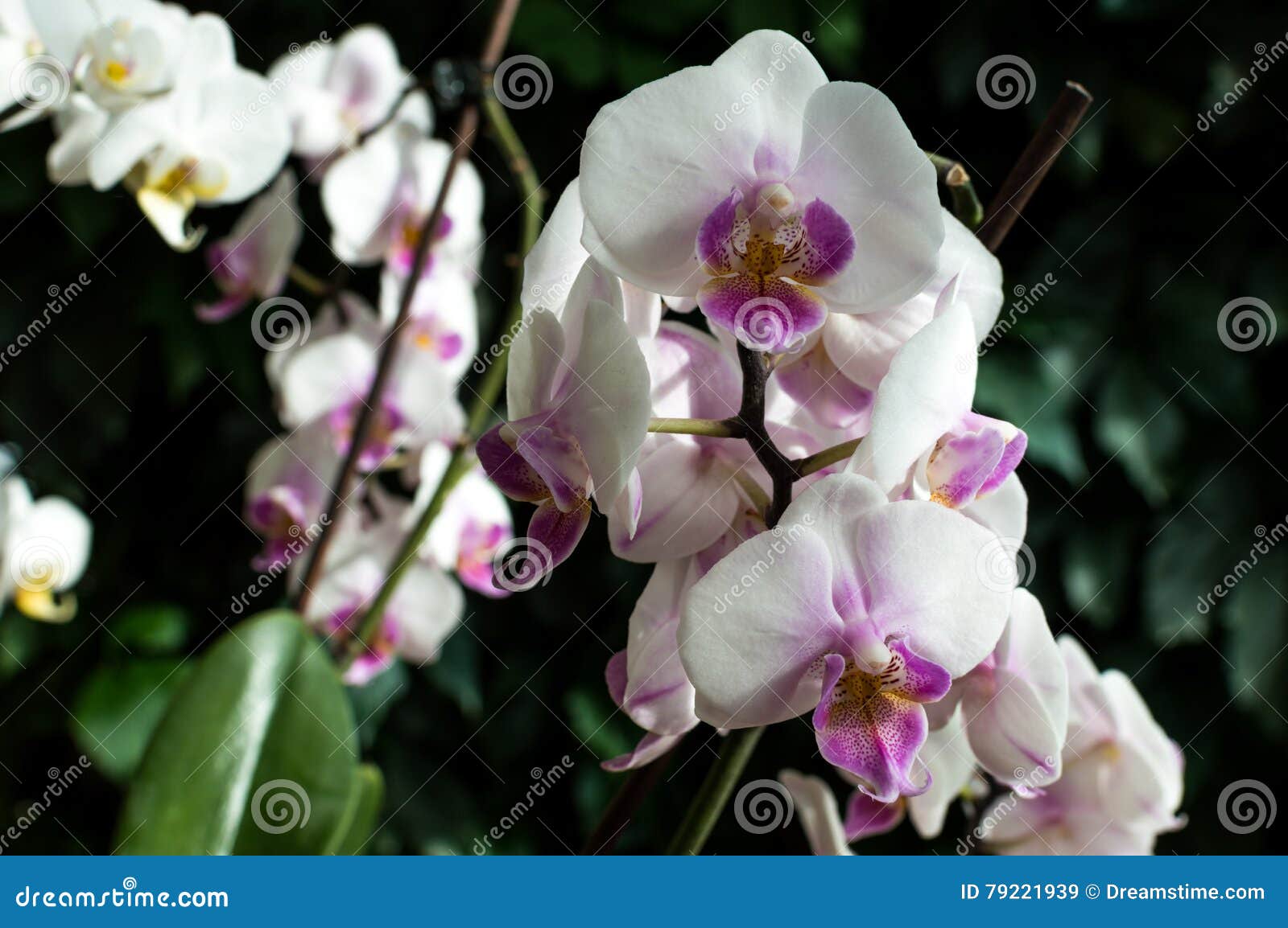 A Orquídea Cor-de-rosa Branca, Orquídea Branca Em Orquídeas Verdes, Brancas  Pica Linhas, Flores Naturais Imagem de Stock - Imagem de fresco, plantas:  79221939