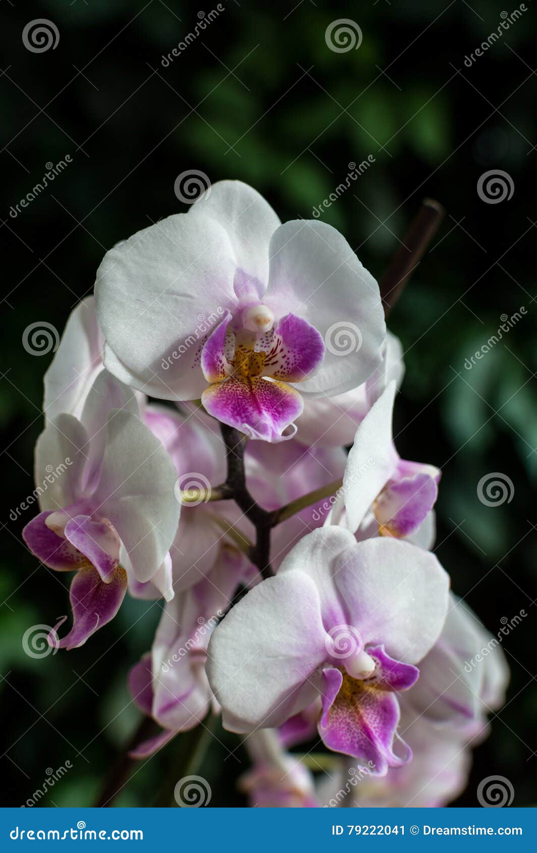 A Orquídea Cor-de-rosa Branca, Orquídea Branca Em Orquídeas Verdes, Brancas  Pica Linhas, Flores Naturais Imagem de Stock - Imagem de pétala, folhas:  79222041