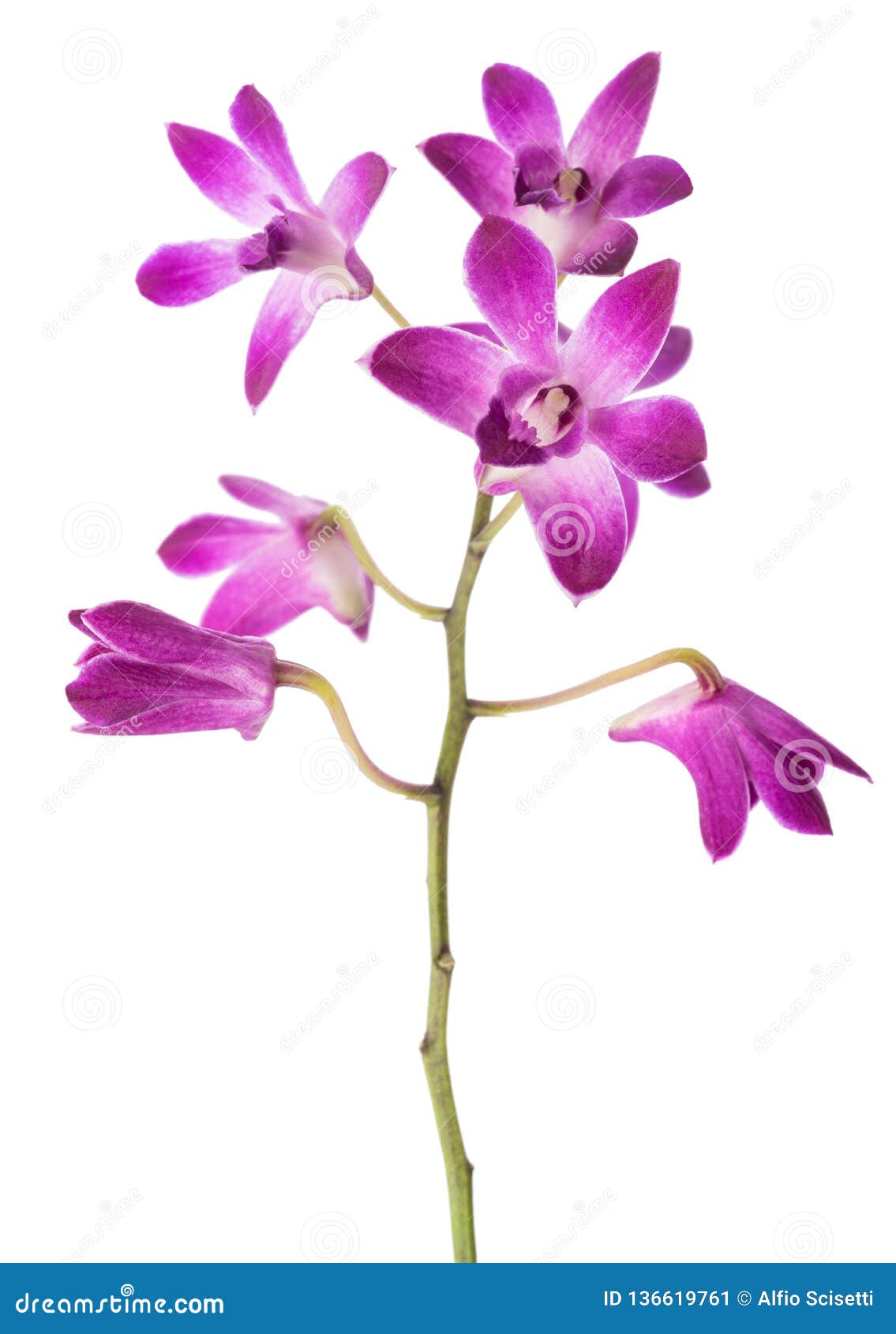 Orquídea Cor-de-rosa Da Rocha Imagem de Stock - Imagem de flor, beleza:  136619761