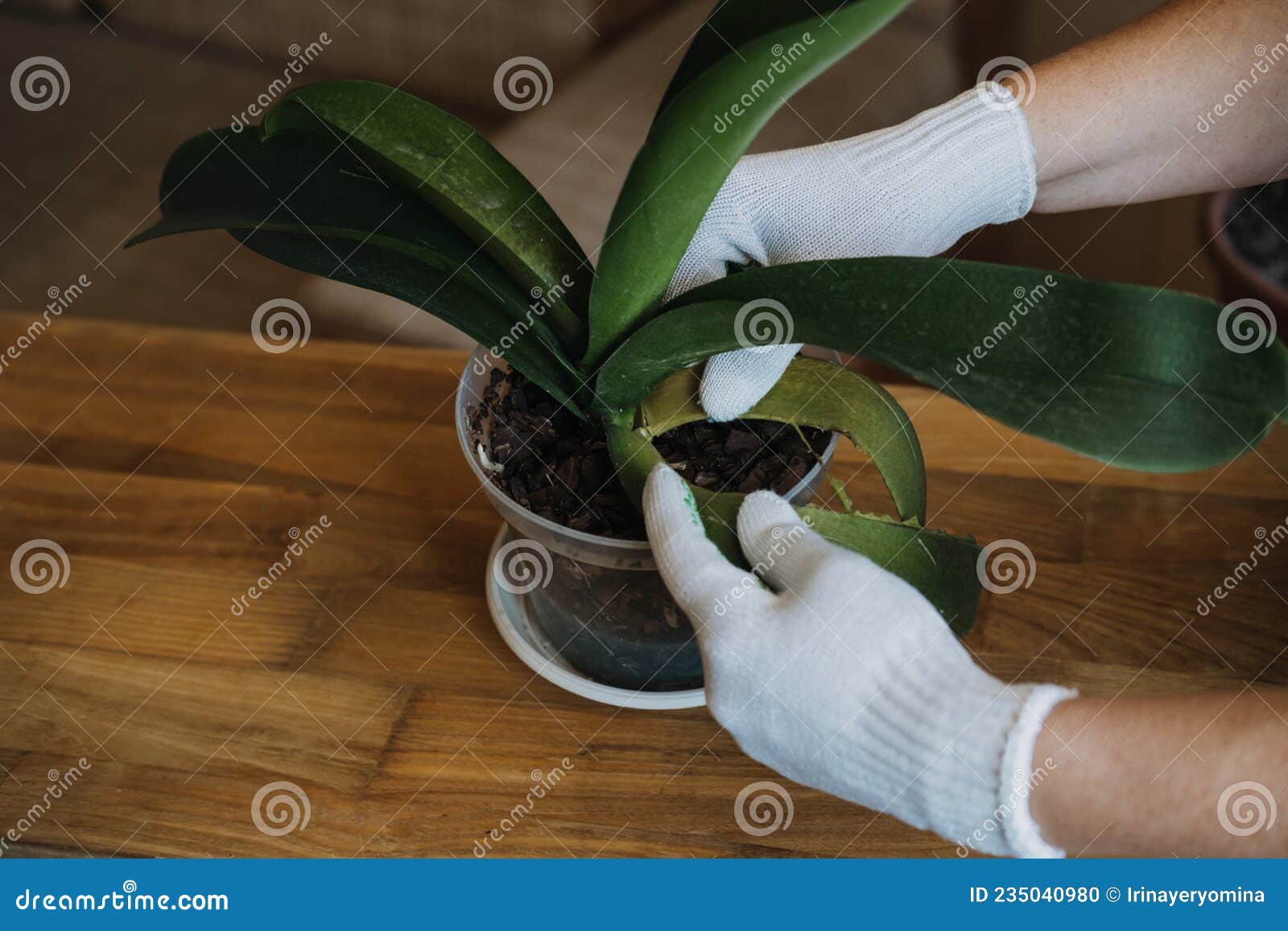 Orquídea Cuida Como Cortar Uma Folha De Orquídea. Remoção De Folhas De  Flores De Orquídea Falaenopsis Danificadas. Corte De Mãos F Foto de Stock -  Imagem de folha, filial: 235040980