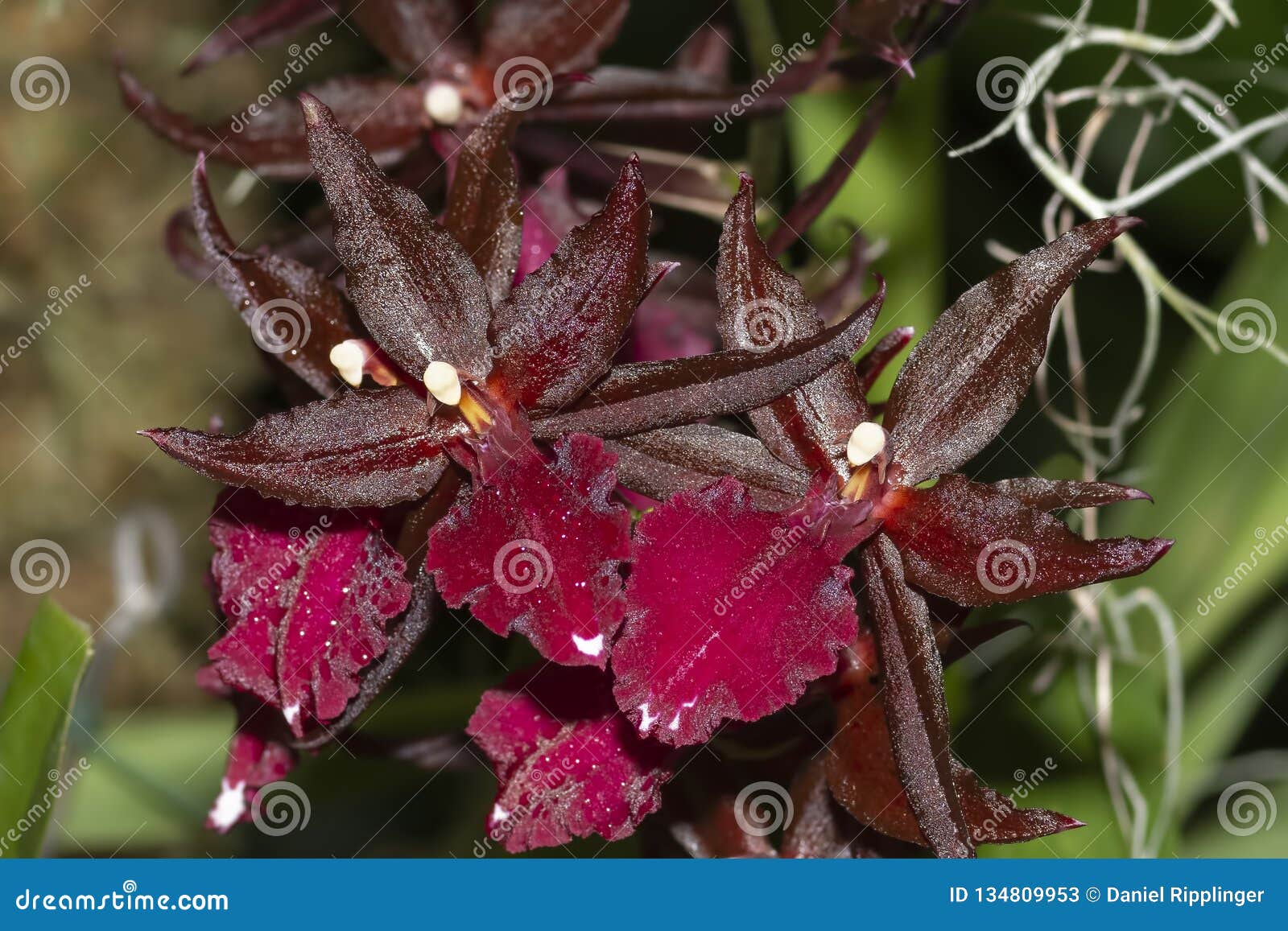 Orquídea Da Meia-noite Dos Milagre De Oncostele Imagem de Stock - Imagem de  profundamente, incomun: 134809953