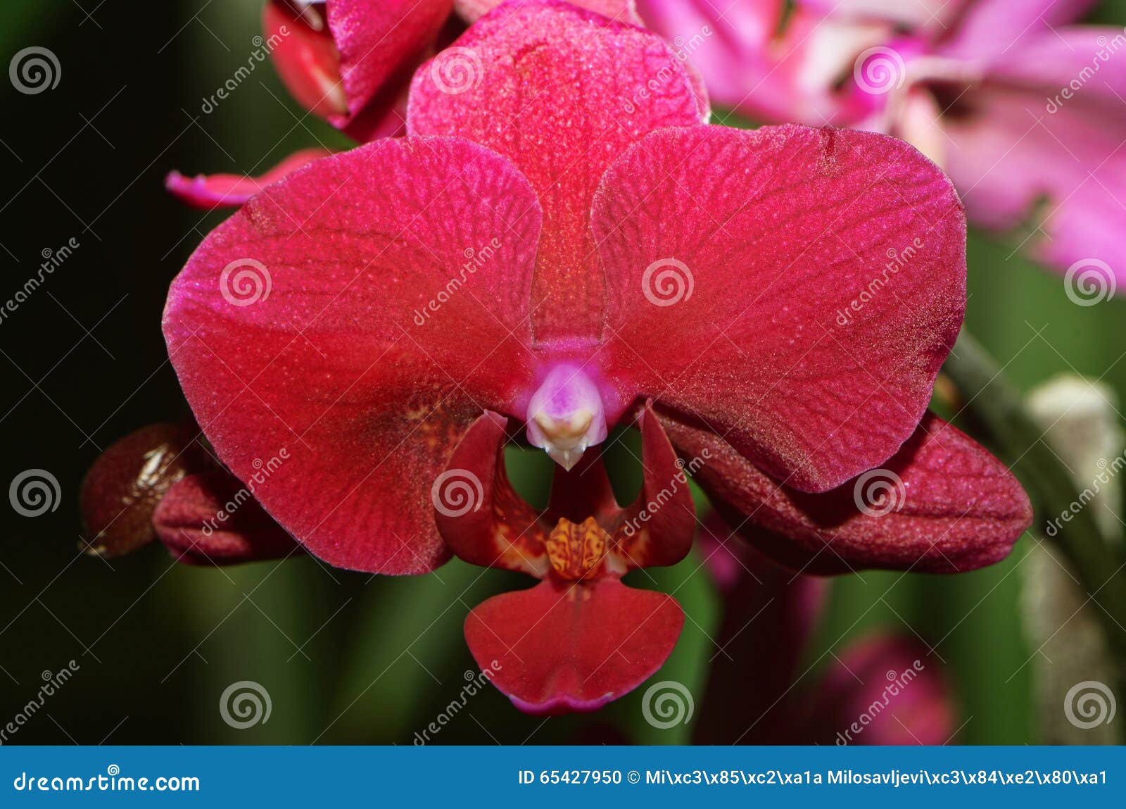 Orquídea da pomba foto de stock. Imagem de beleza, flor - 65427950