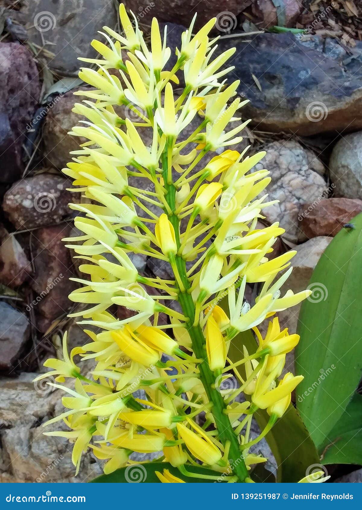 Orquídea da rocha imagem de stock. Imagem de rocha, bonito - 139251987