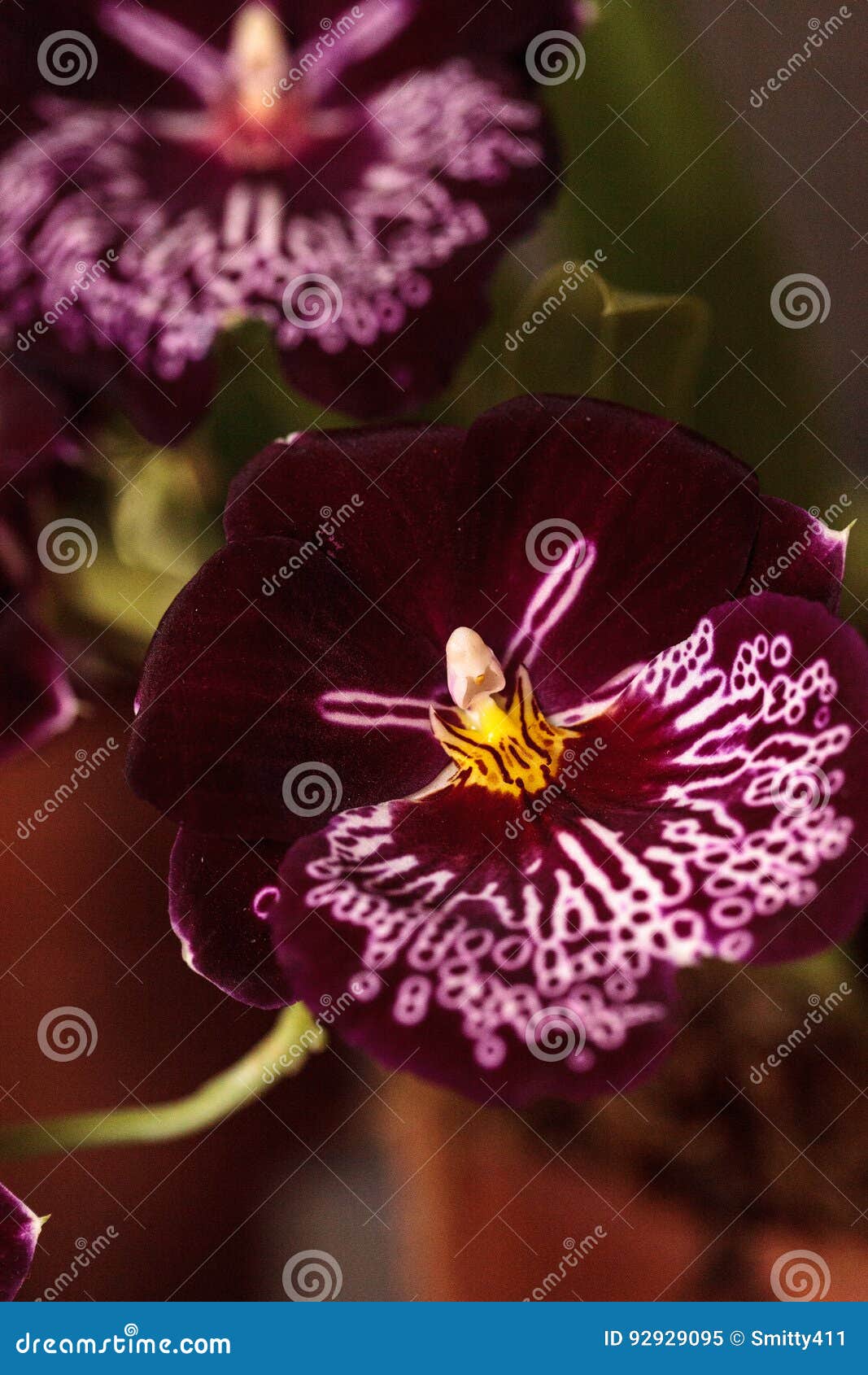 A Orquídea De Amor Perfeito Delicada Chamou Flores Da Flor De Miltonia  Imagem de Stock - Imagem de magenta, roxo: 92929095