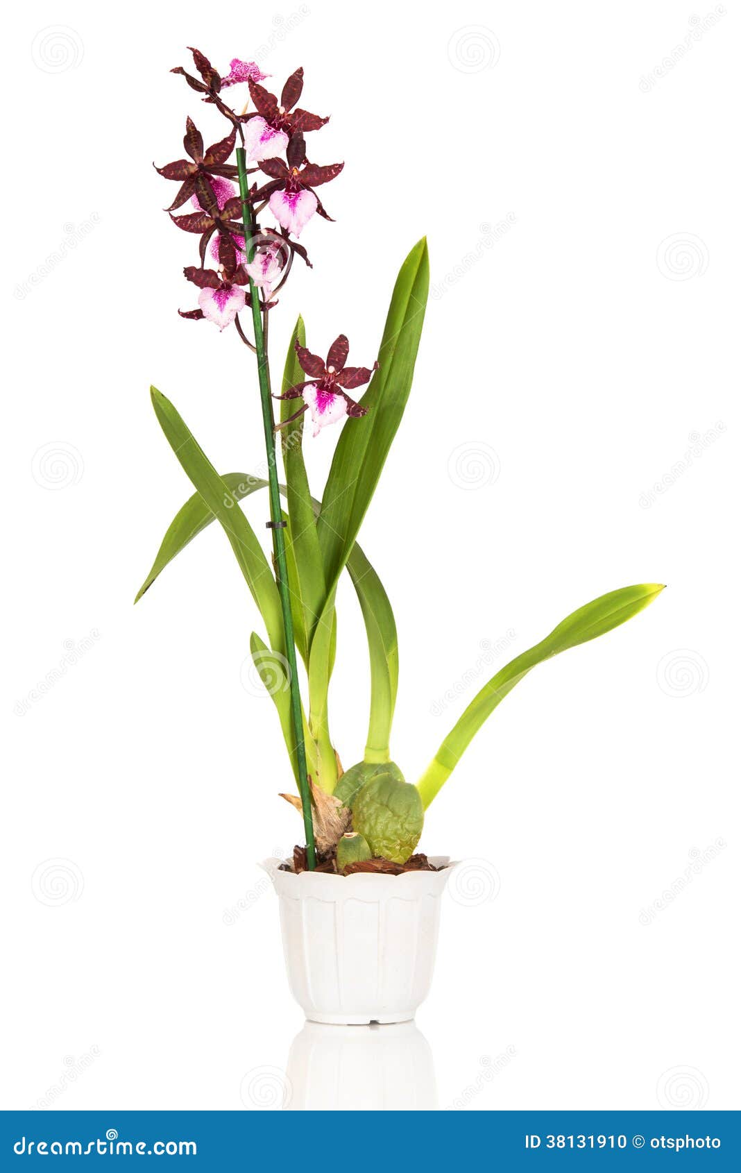 Orquídea de Cambria foto de archivo. Imagen de verde - 38131910