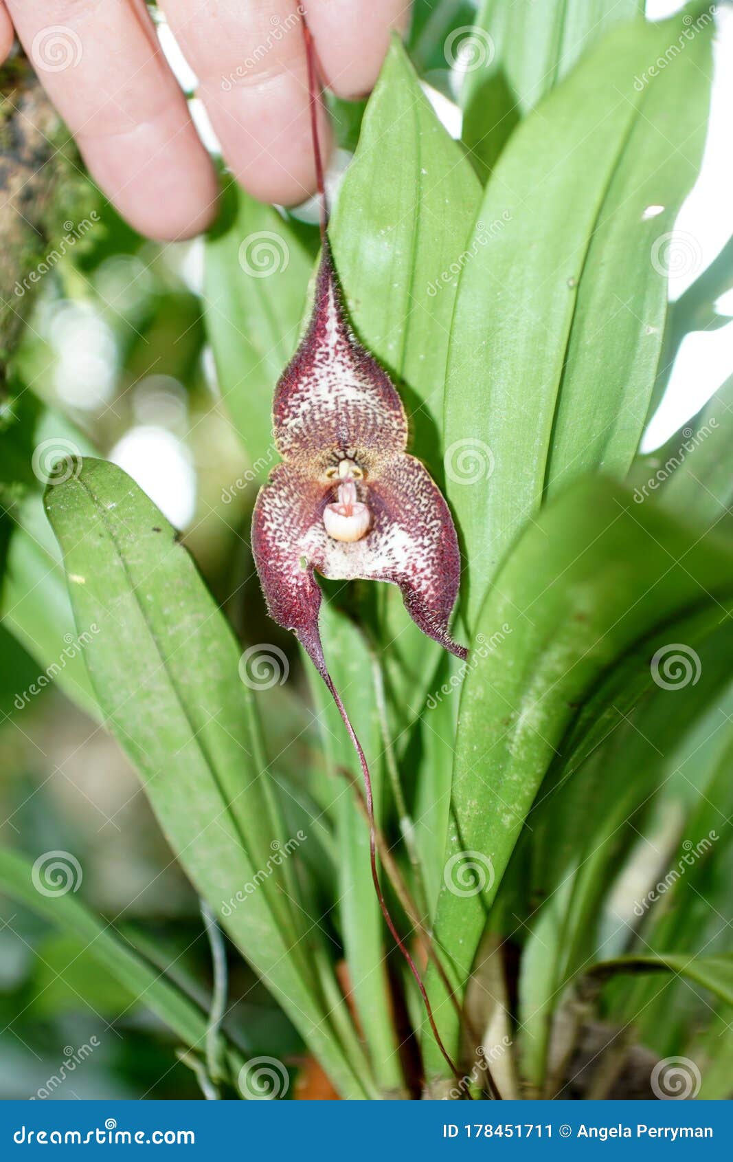Orquídea de cara de mono imagen de archivo. Imagen de flores - 178451711
