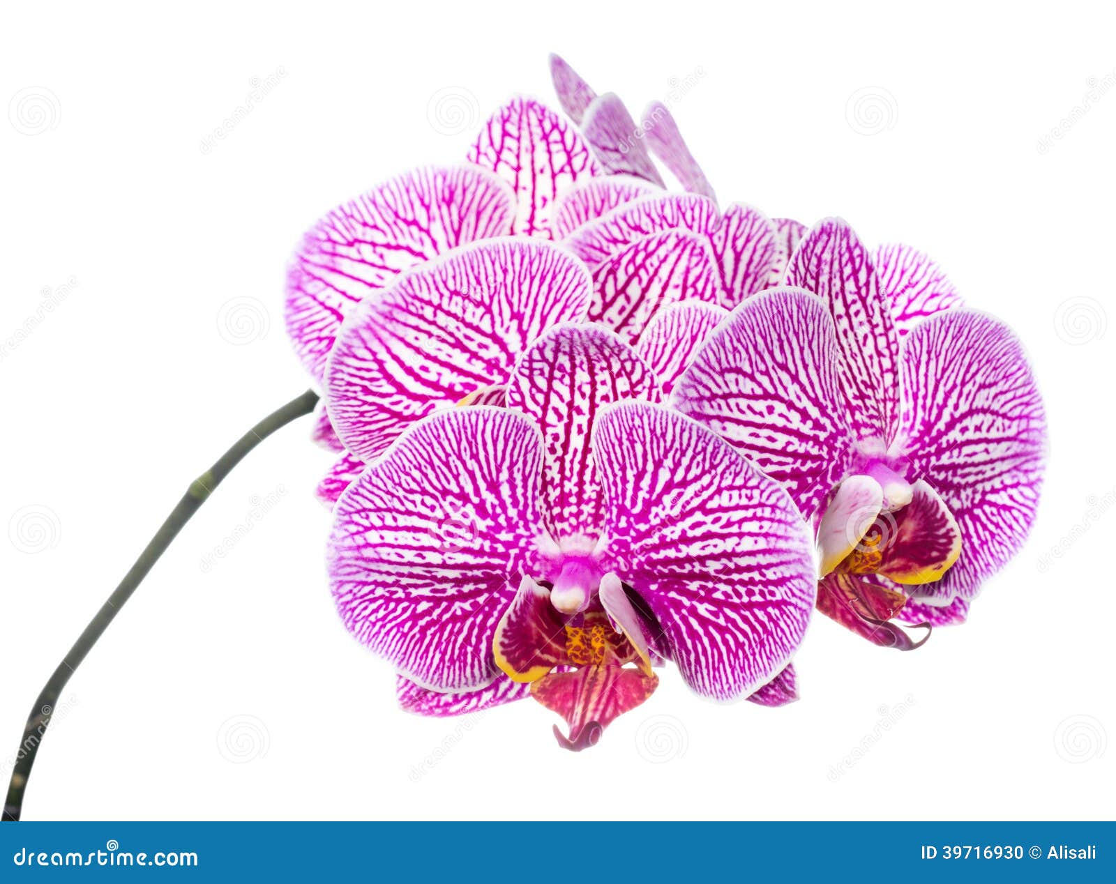 Orquídea De Color Morado Oscuro Pelada Rama Floreciente Foto de archivo -  Imagen de recorte, ramita: 39716930