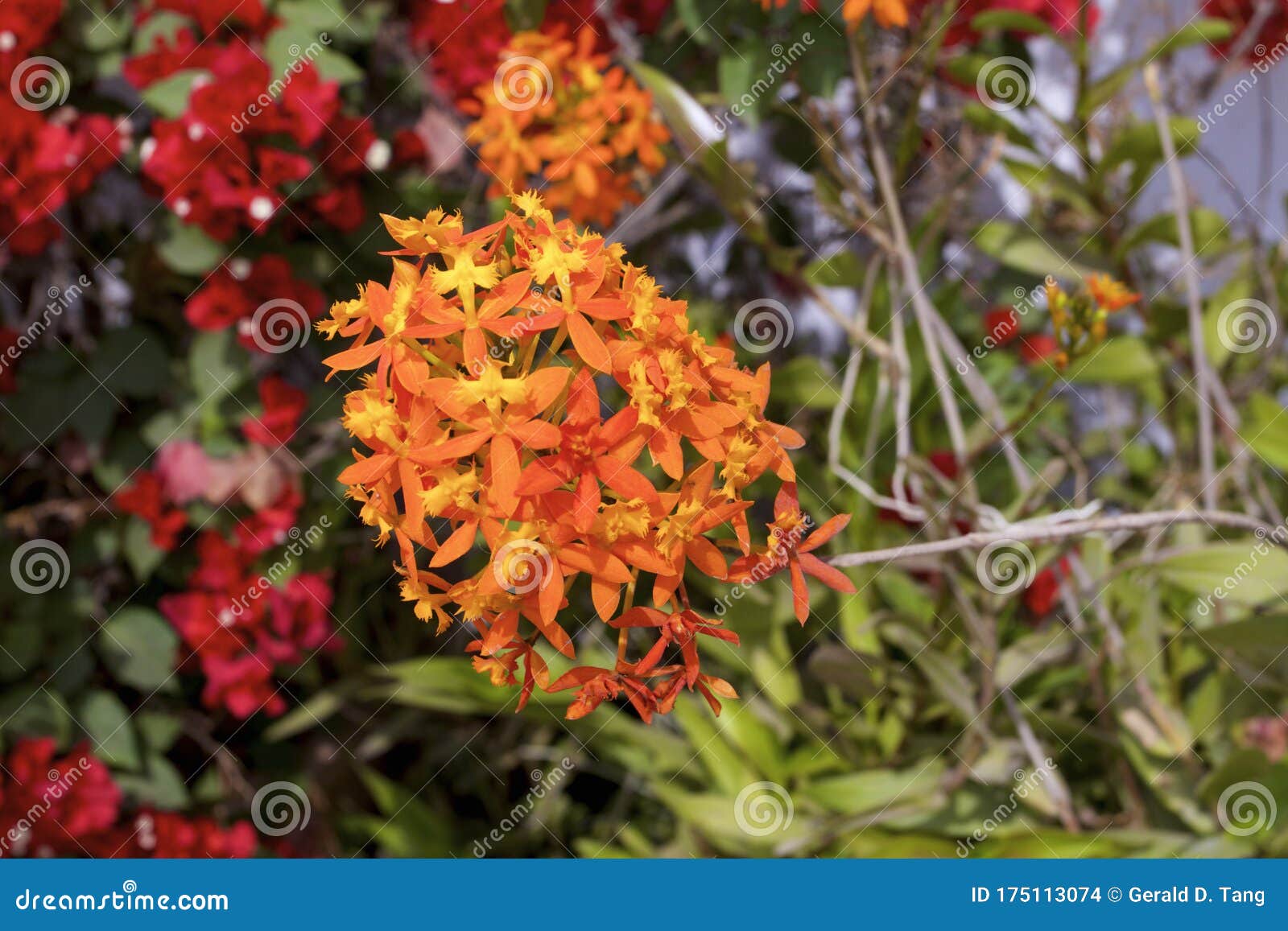 Orquídea De Crucifixo Laranja 835312 Foto de Stock - Imagem de lima,  flores: 175113074