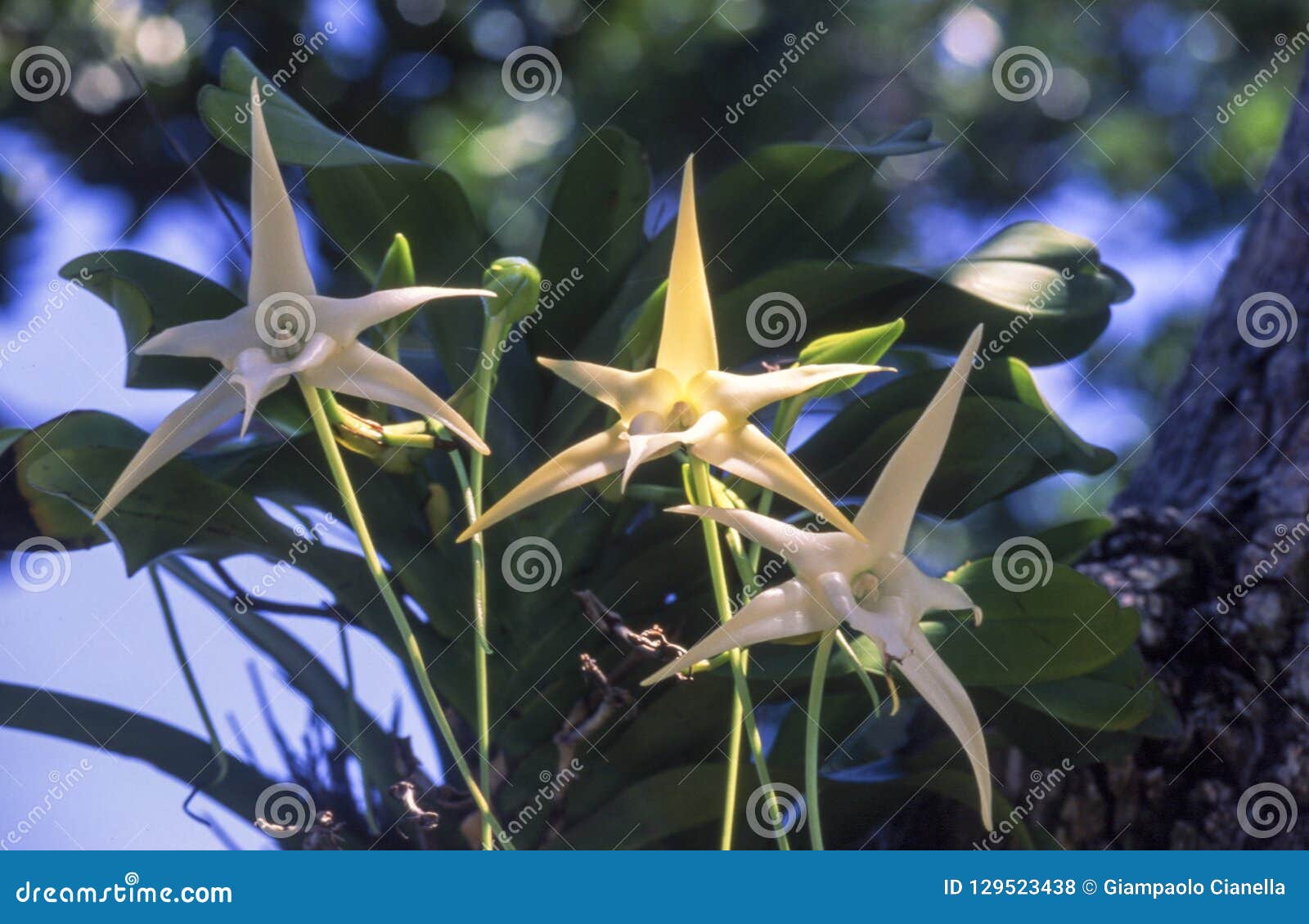 A Orquídea De Darwin Ou a Orquídea Do Natal Ou a Orquídea Da Estrela De  Belém Foto de Stock - Imagem de presente, pétala: 129523438