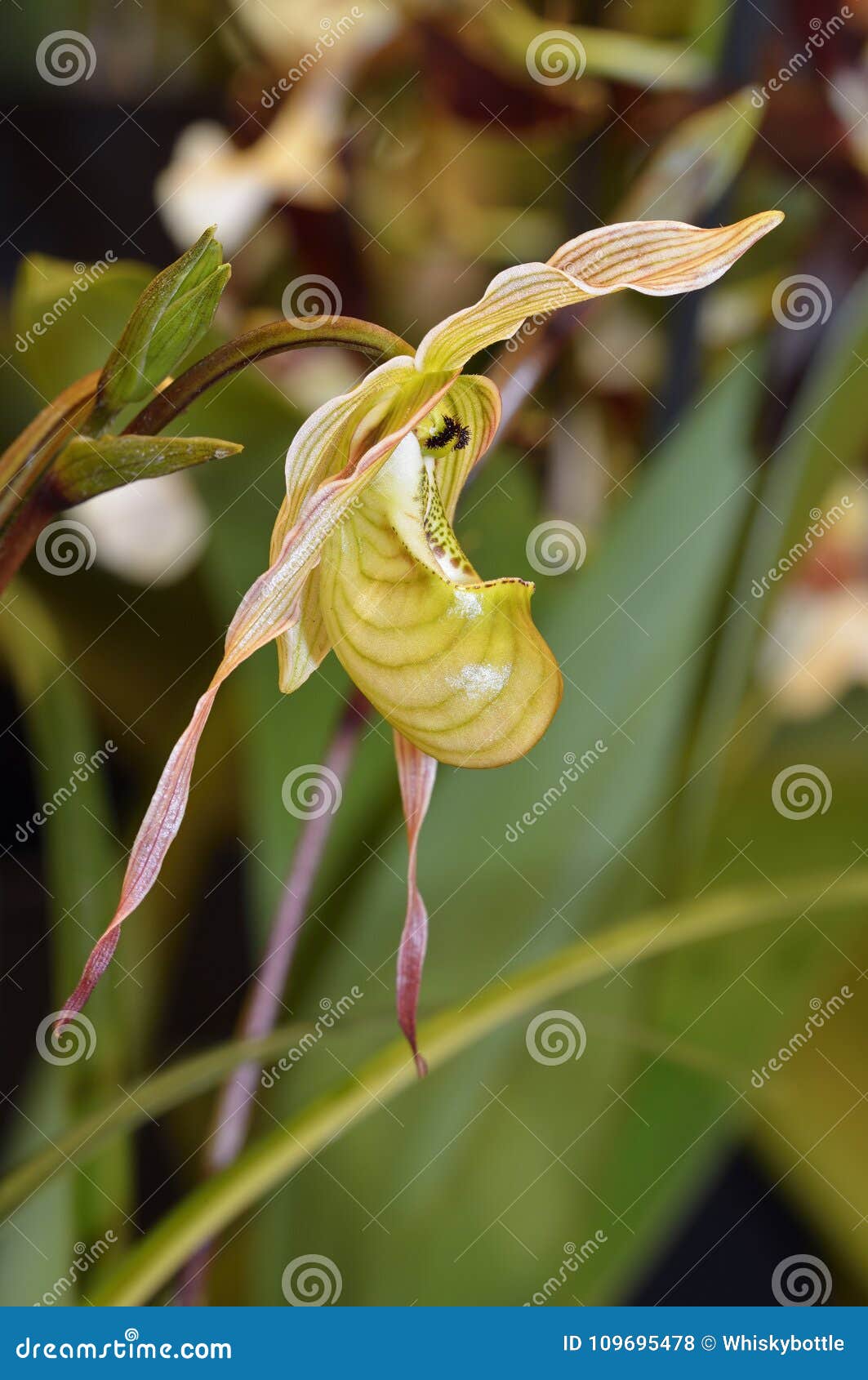 Orquídea De Deslizador Del Phragmipedium De Pearces Foto de archivo -  Imagen de grande, rica: 109695478