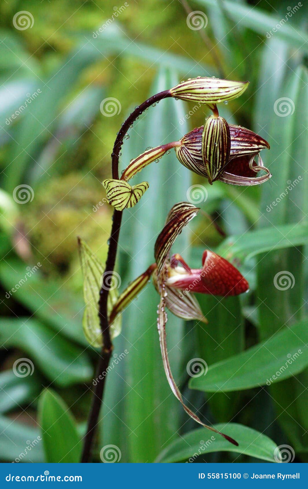 Orquídea De Deslizador Rara Selvagem Bornéu De Rothschilds Foto de Stock -  Imagem de vermelho, tropical: 55815100