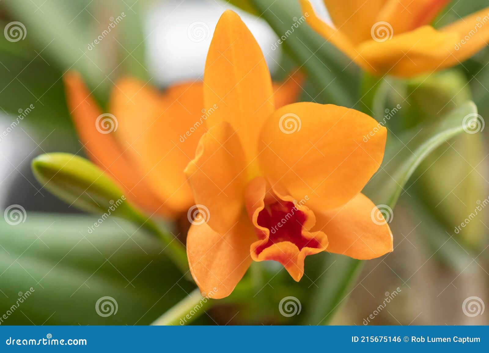 Orquídea-de-jato-de-laranja-guarianthe Aurantiaca, Flor Do Armário Foto de  Stock - Imagem de américa, amarelo: 215675146