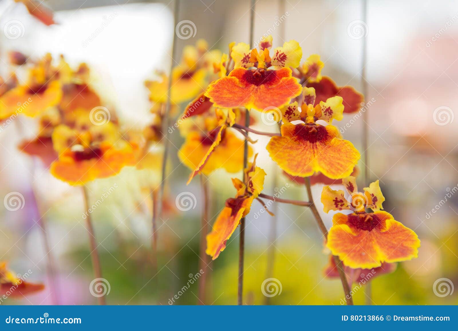 Orquídea De La Cultura De Tolumnia Foto de archivo - Imagen de flor, flora:  80213866