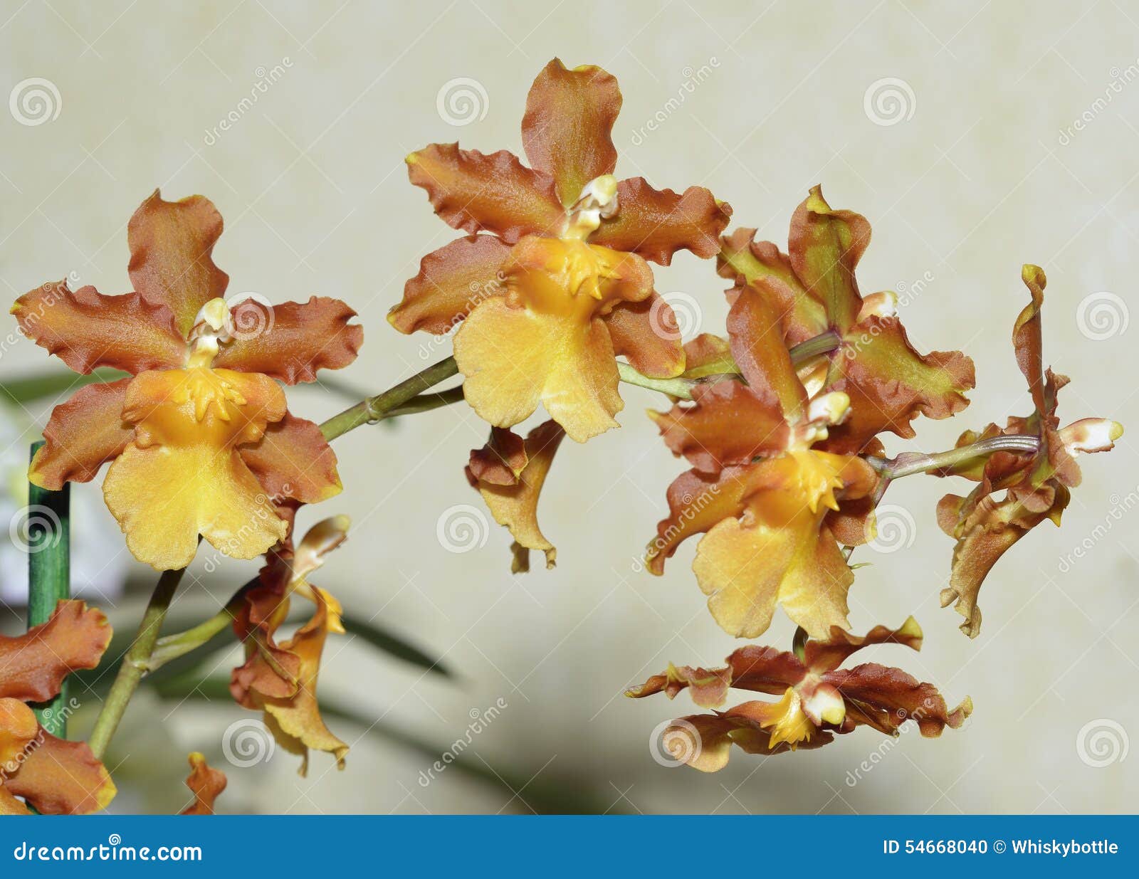 Orquídea De Oncostele Catatante Foto de archivo - Imagen de planta,  horizontal: 54668040