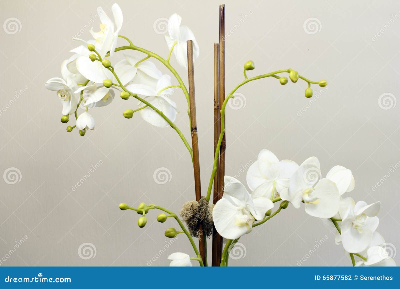 A Orquídea De Seda Branca Floresce a Planta Foto de Stock - Imagem de seda,  interior: 65877582