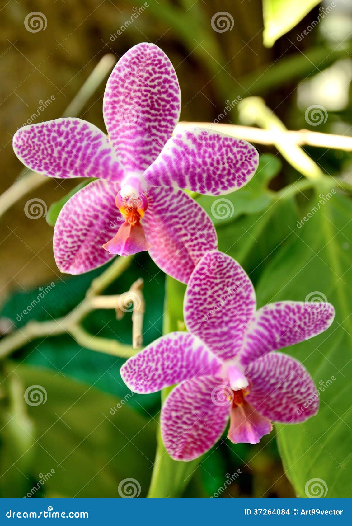 Orquídea De Tailandia Vanda Foto de archivo - Imagen de famoso, tailandia:  37264084