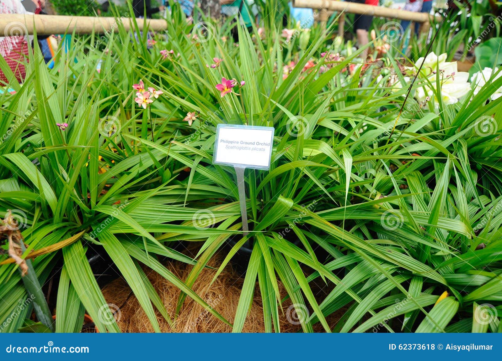 Orquídea De Tierra Filipina O Spathoglottis Plicata Foto de archivo -  Imagen de verde, filipino: 62373618