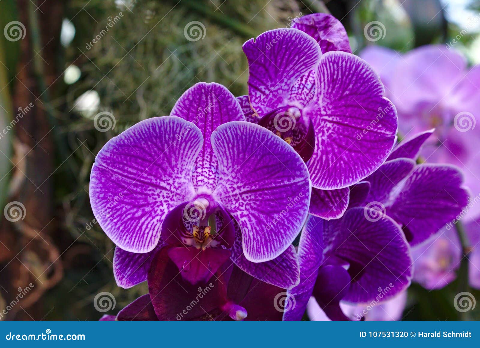 Orquídea De Traça Híbrida Do Phalaenopsis Roxo Foto de Stock - Imagem de  floresta, parque: 107531320