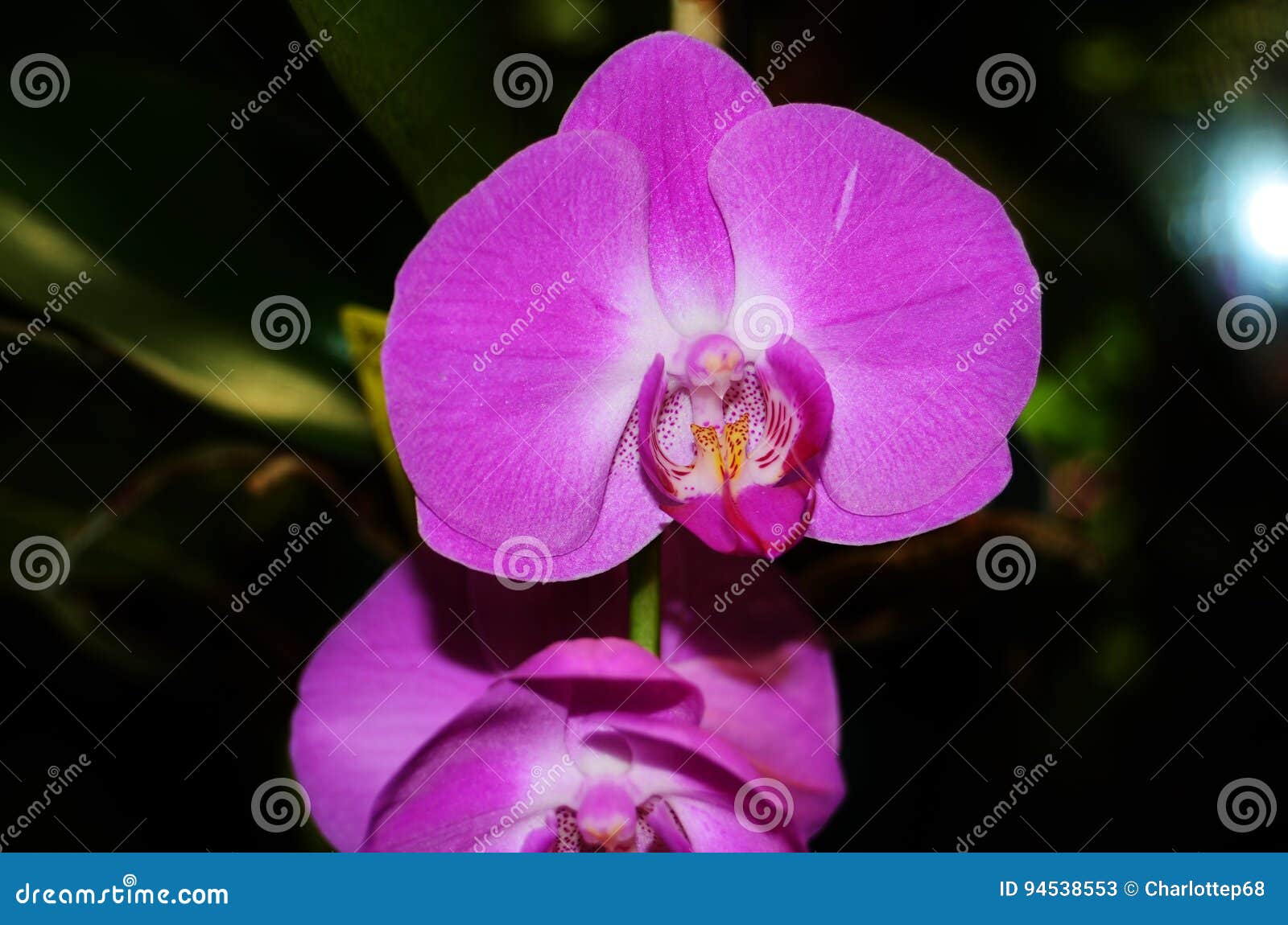 Orquídea de traça roxa imagem de stock. Imagem de estufa - 94538553
