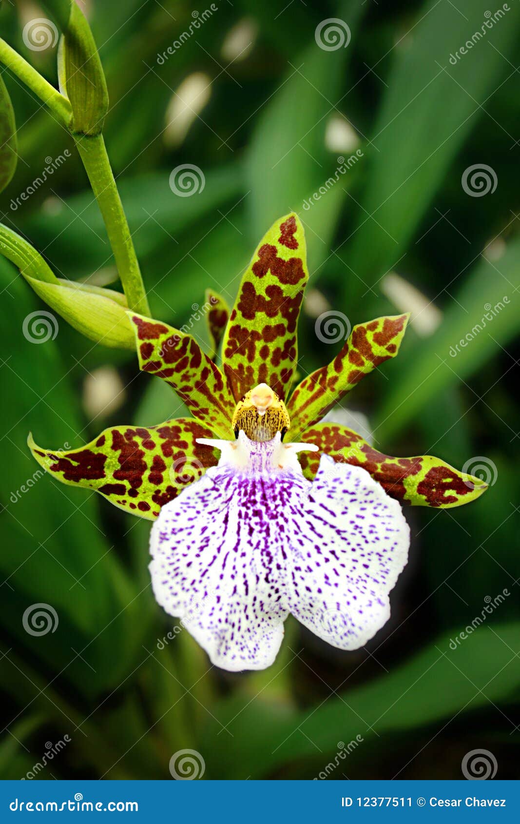 Orquídea del leopardo imagen de archivo. Imagen de leopardo - 12377511