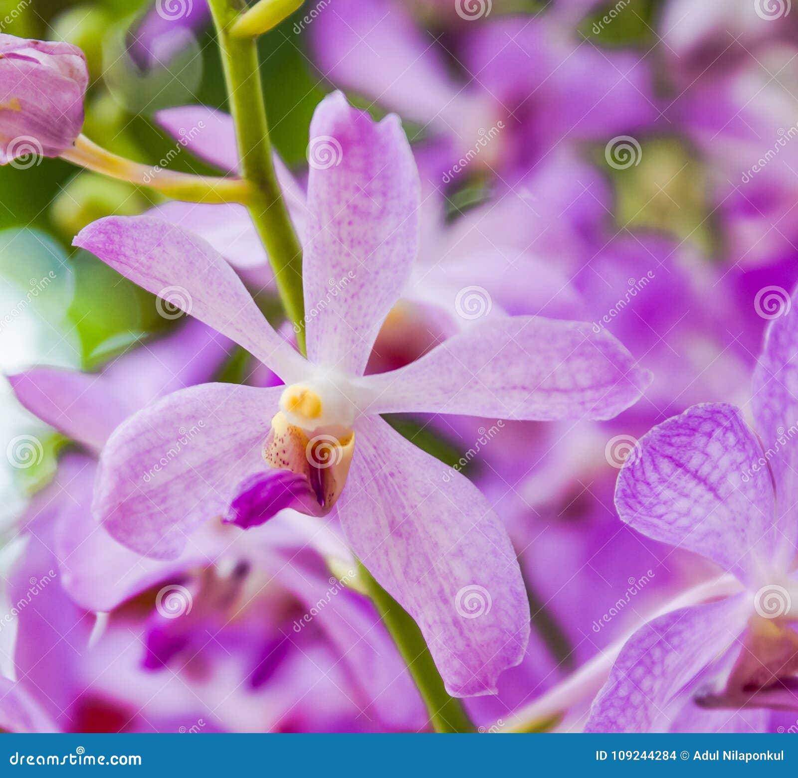 Orquídea Del Paphiopedilum De La Lavanda Foto de archivo - Imagen de flora,  flor: 109244284