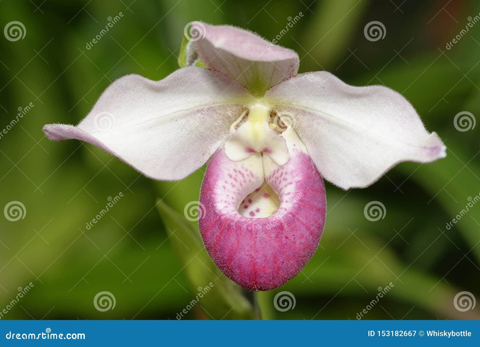 Orquídea Del Phragmipedium De Schlimm Imagen de archivo - Imagen de rosa,  bosque: 153182667