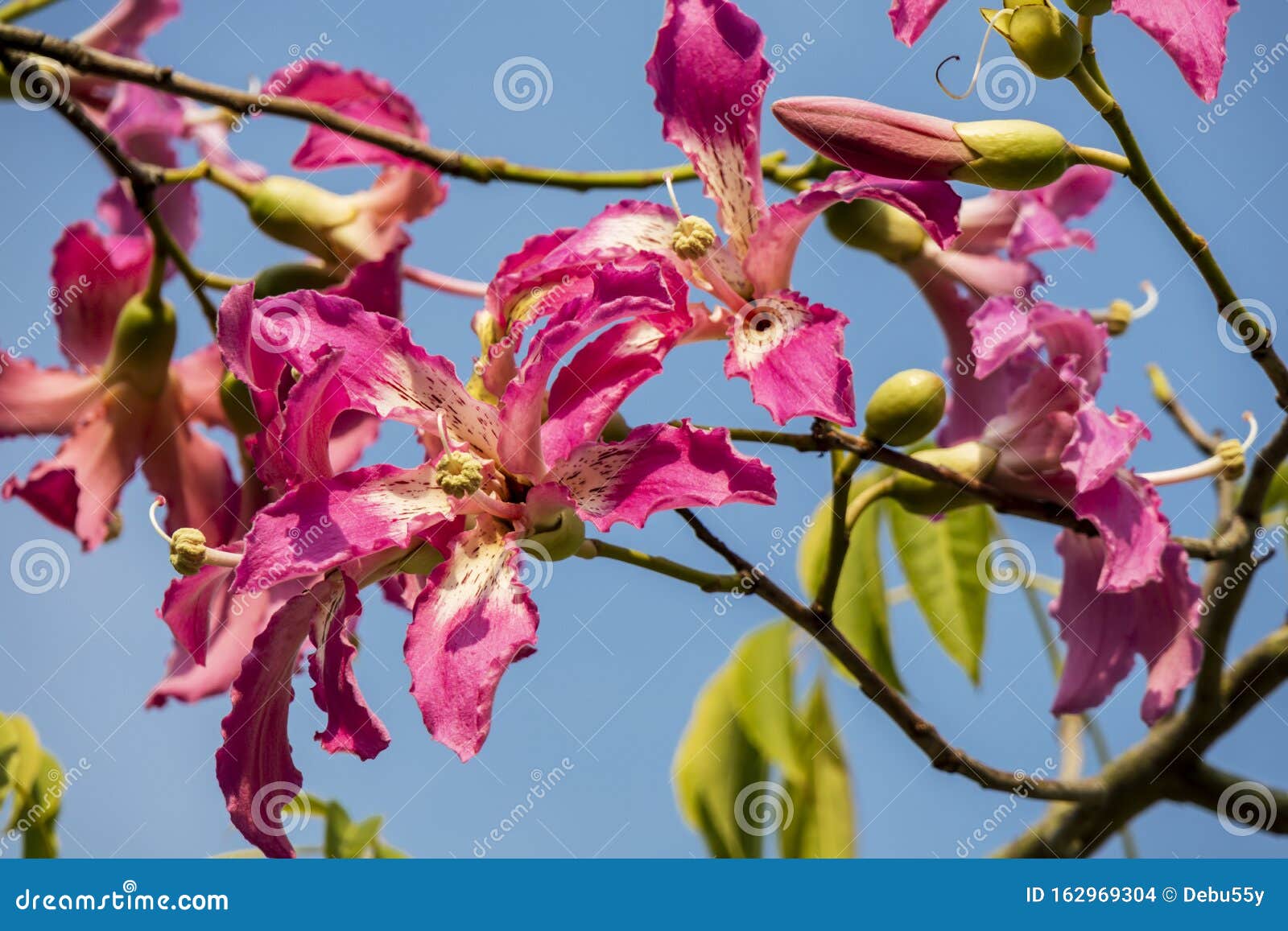 Orquídea Delicada Como Flores Cor-de-rosa Da árvore Do Fio Dental Da Seda  Foto de Stock - Imagem de nave, brilhante: 162969304