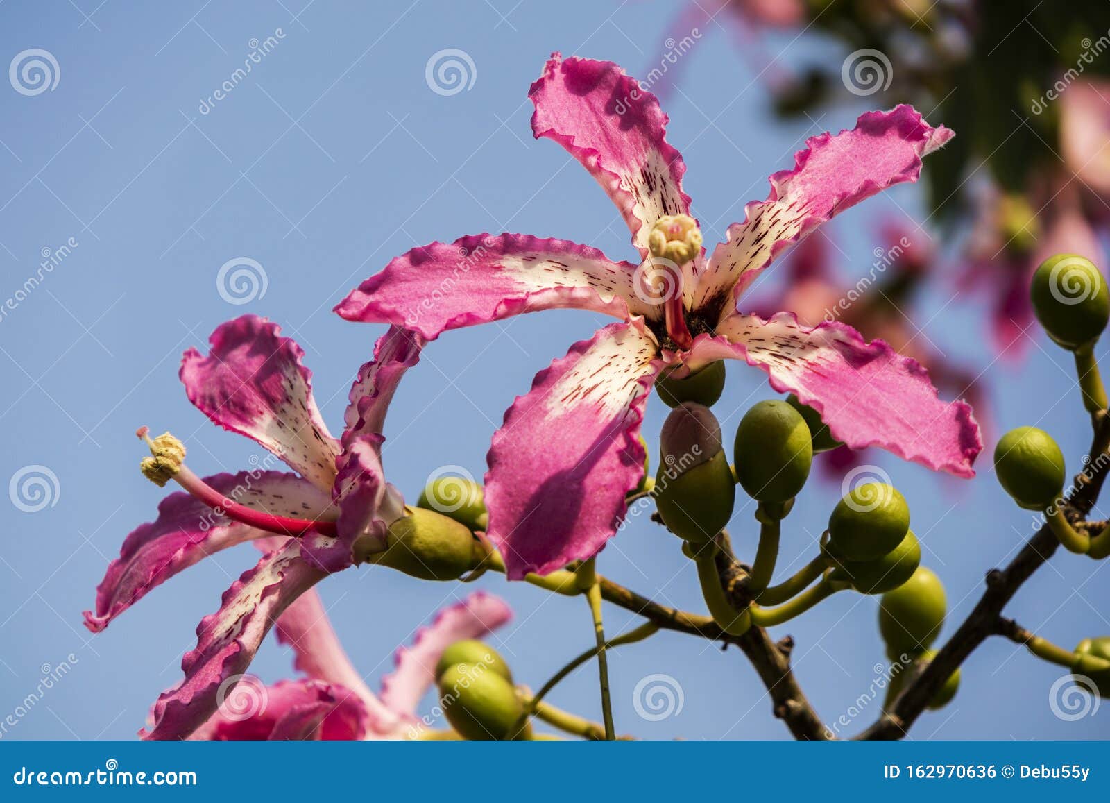 Orquídea Delicada Como Flores Cor-de-rosa Da árvore Do Fio Dental Da Seda  Foto de Stock - Imagem de limpar, seda: 162970636