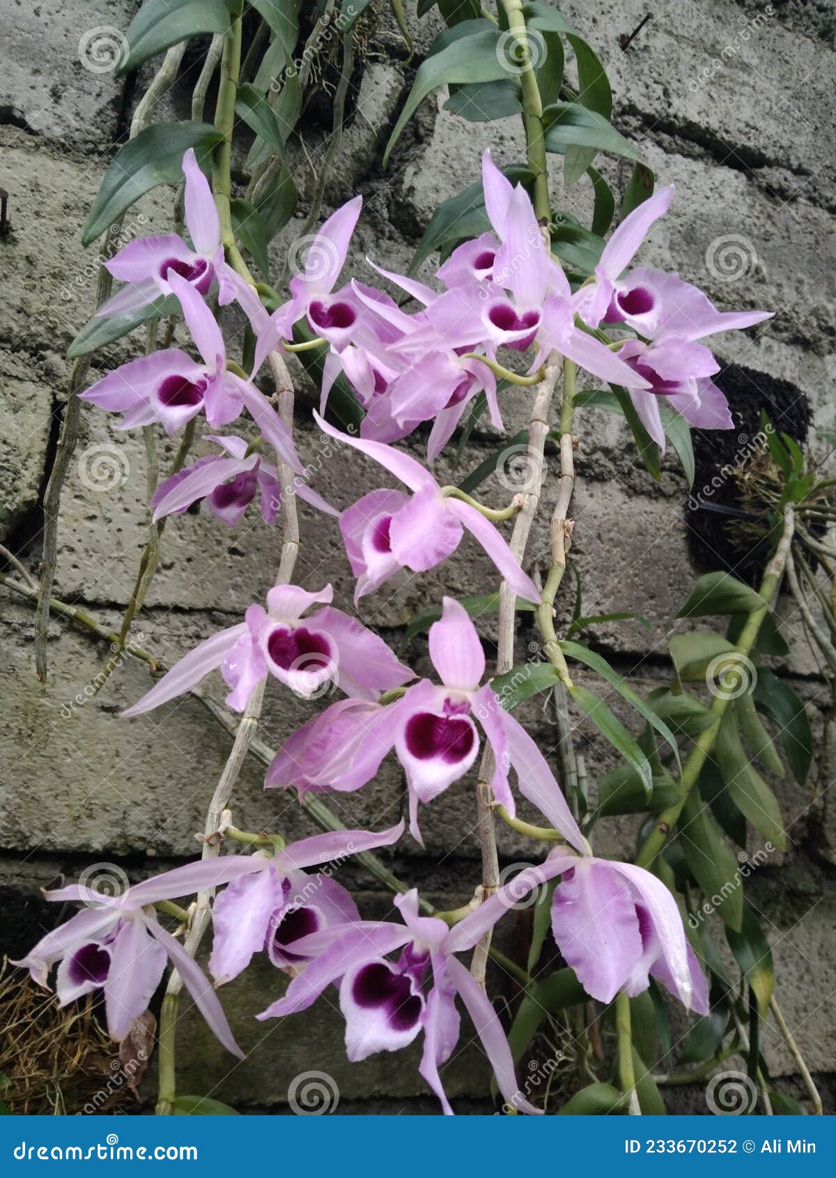 Orquídea Dendrobium Anosmum Foto de archivo - Imagen de rosa, flor:  233670252