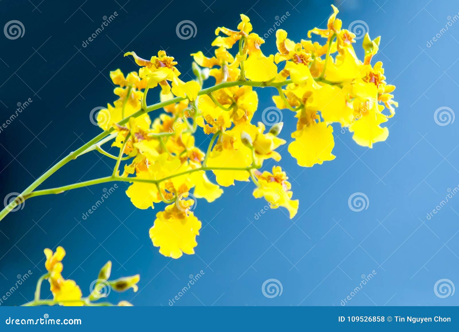 Orquídea Do Amarelo De Oncidium No Fundo Preto Foto de Stock - Imagem de  bonito, mola: 109526858