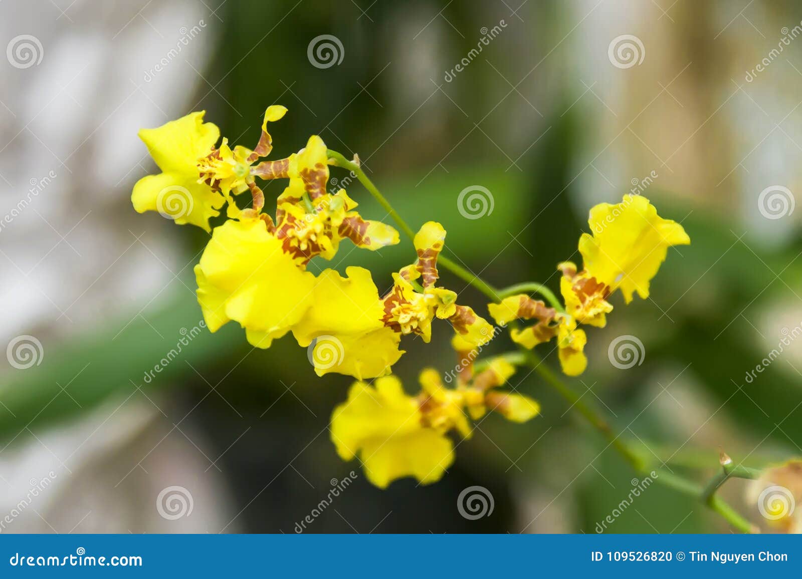 Orquídea Do Amarelo De Oncidium No Jardim Foto de Stock - Imagem de  linnaeus, fundo: 109526820