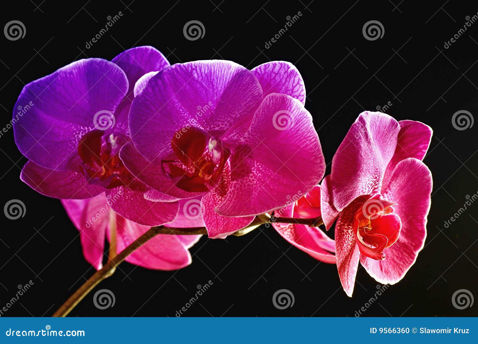 Orquídea do arco-íris foto de stock. Imagem de nave, isolado - 9566360